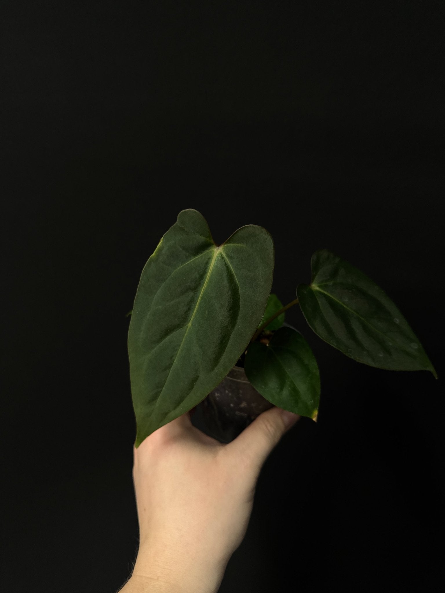 Anthurium Besseae aff Dark x Indo Portillae - SMUKHI