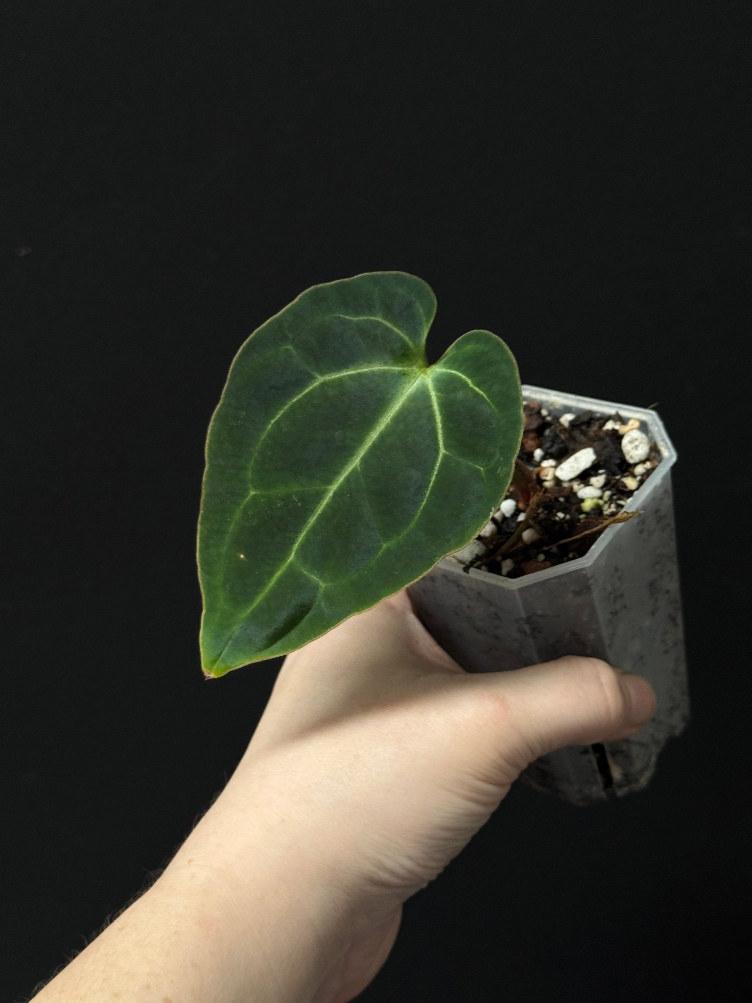 Anthurium Besseae aff - Rooted Cutting - SMUKHI