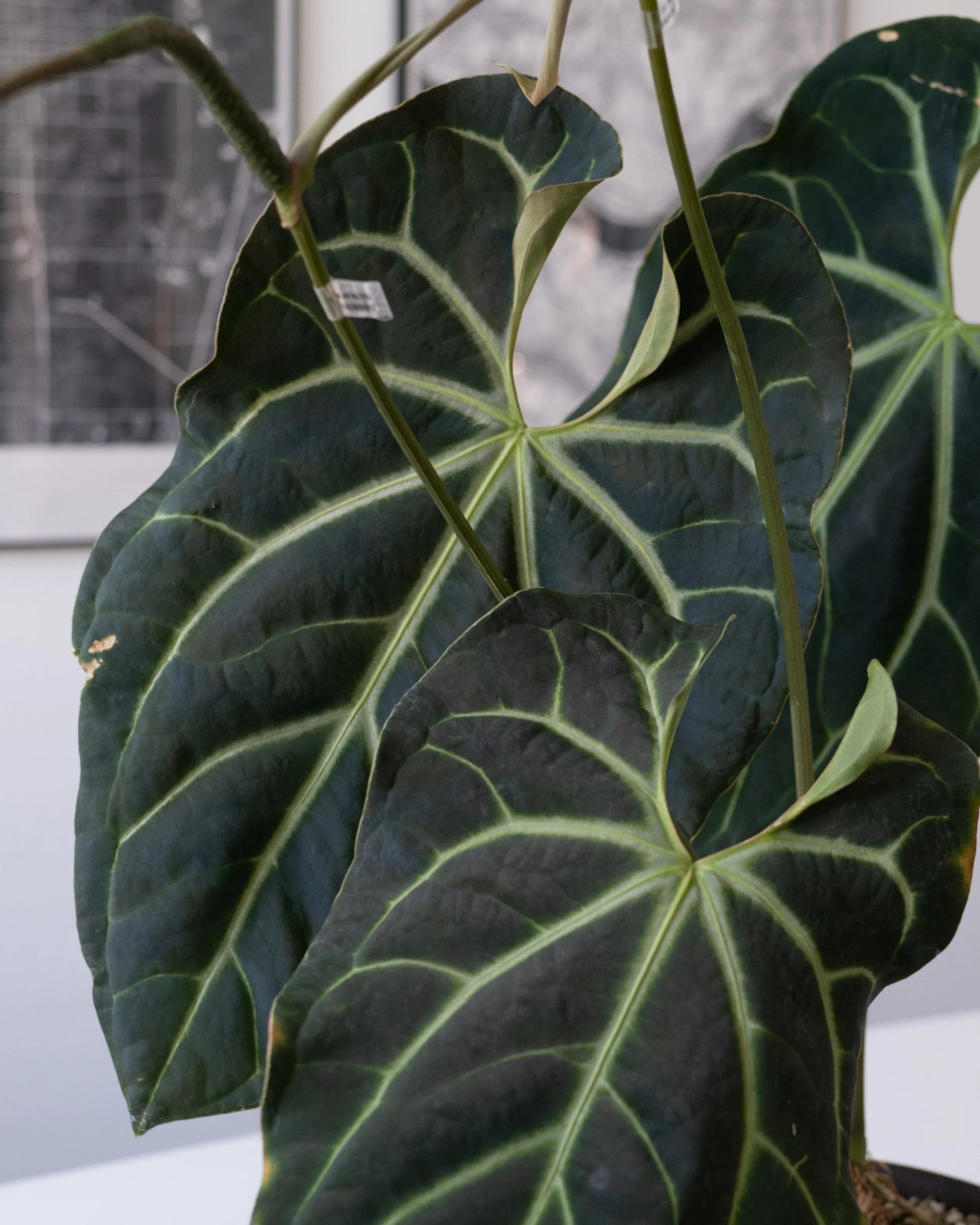 ◎＿◎；）☆Anthurium besseae aff.☆アンスリウム珍品 花、園芸