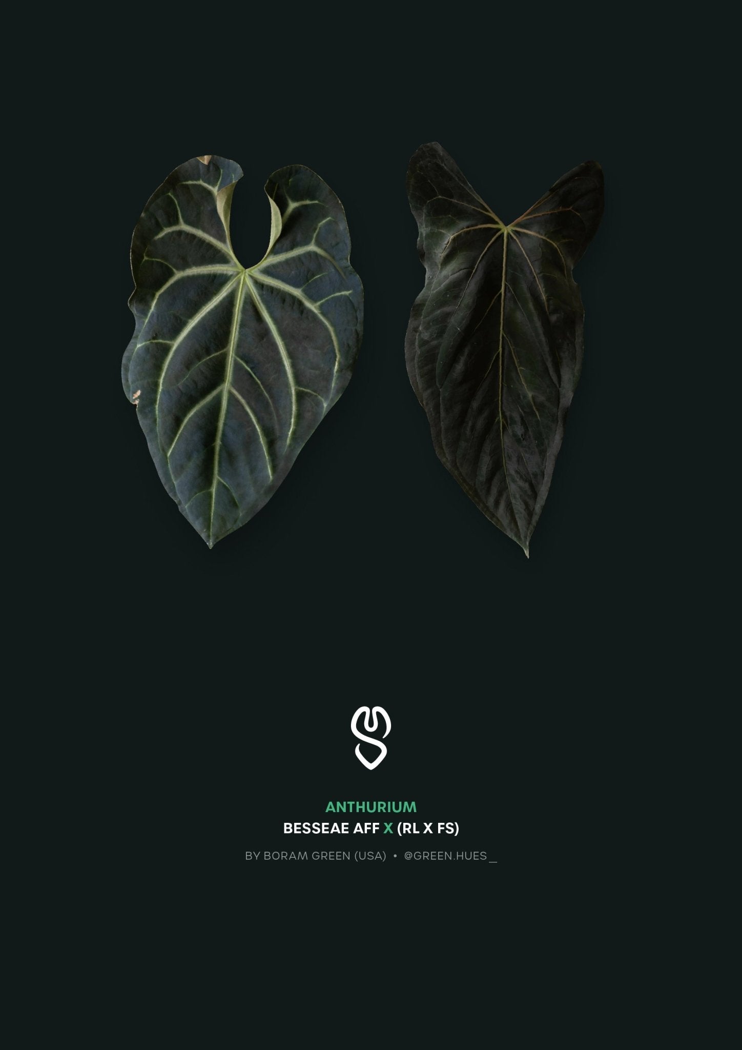 Anthurium Besseae aff x RLxFS - SMUKHI