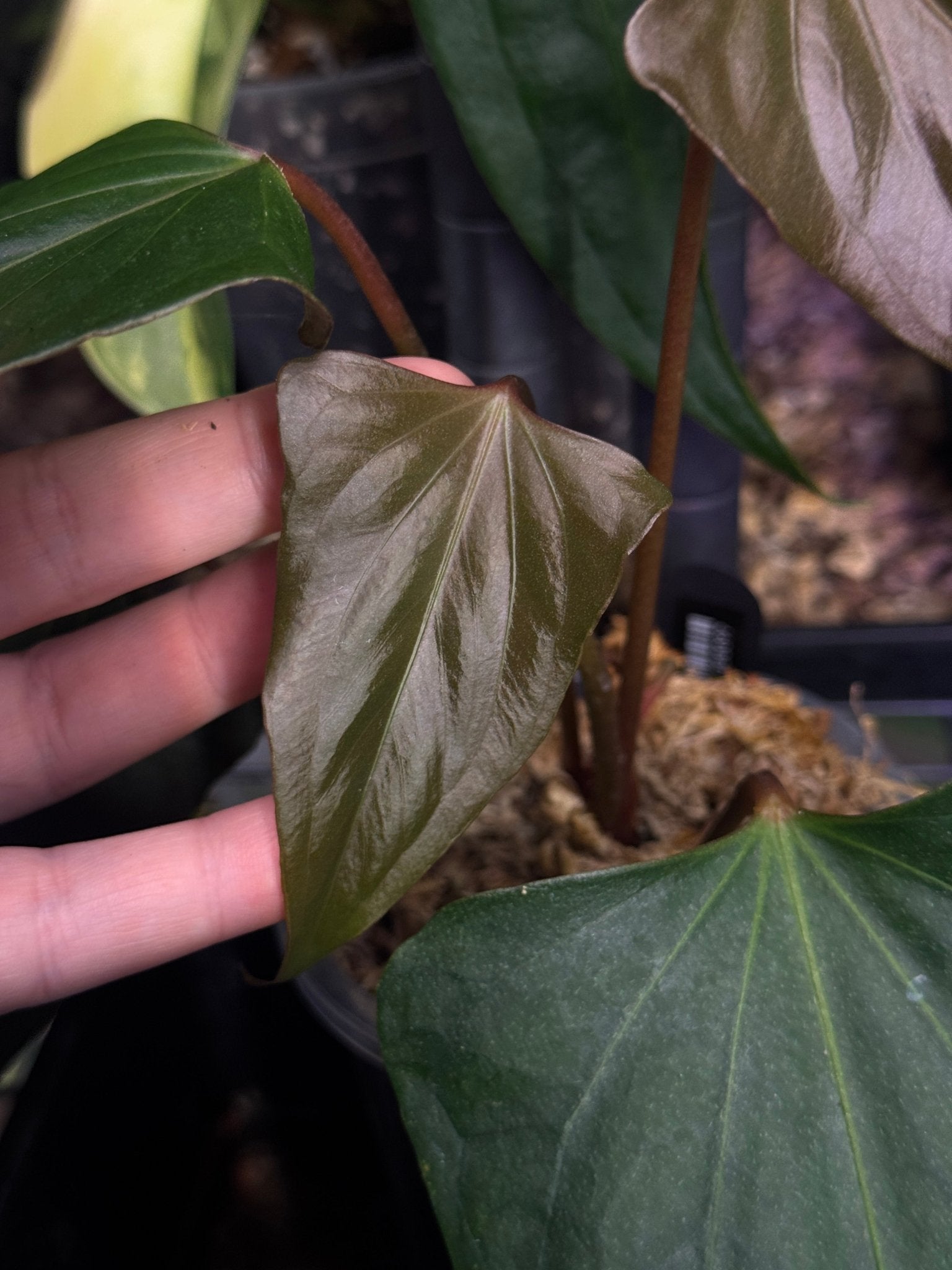 Anthurium ‘Black Sweet’ - Clone - SMUKHI