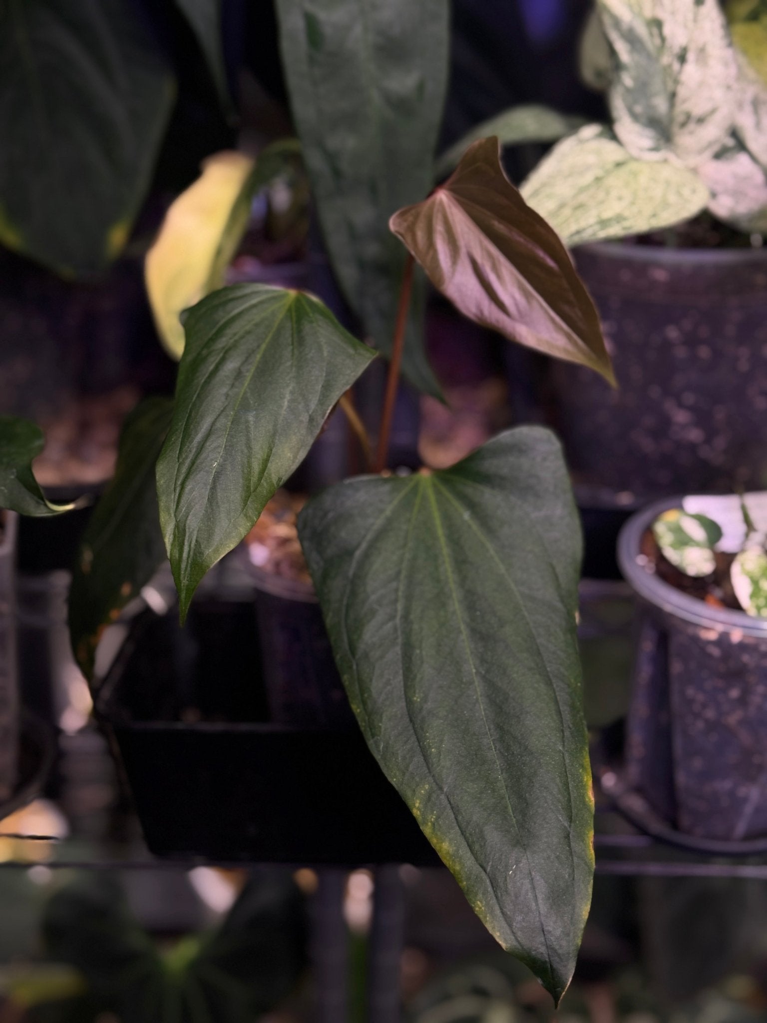 Anthurium ‘Black Sweet’ - Clone - SMUKHI