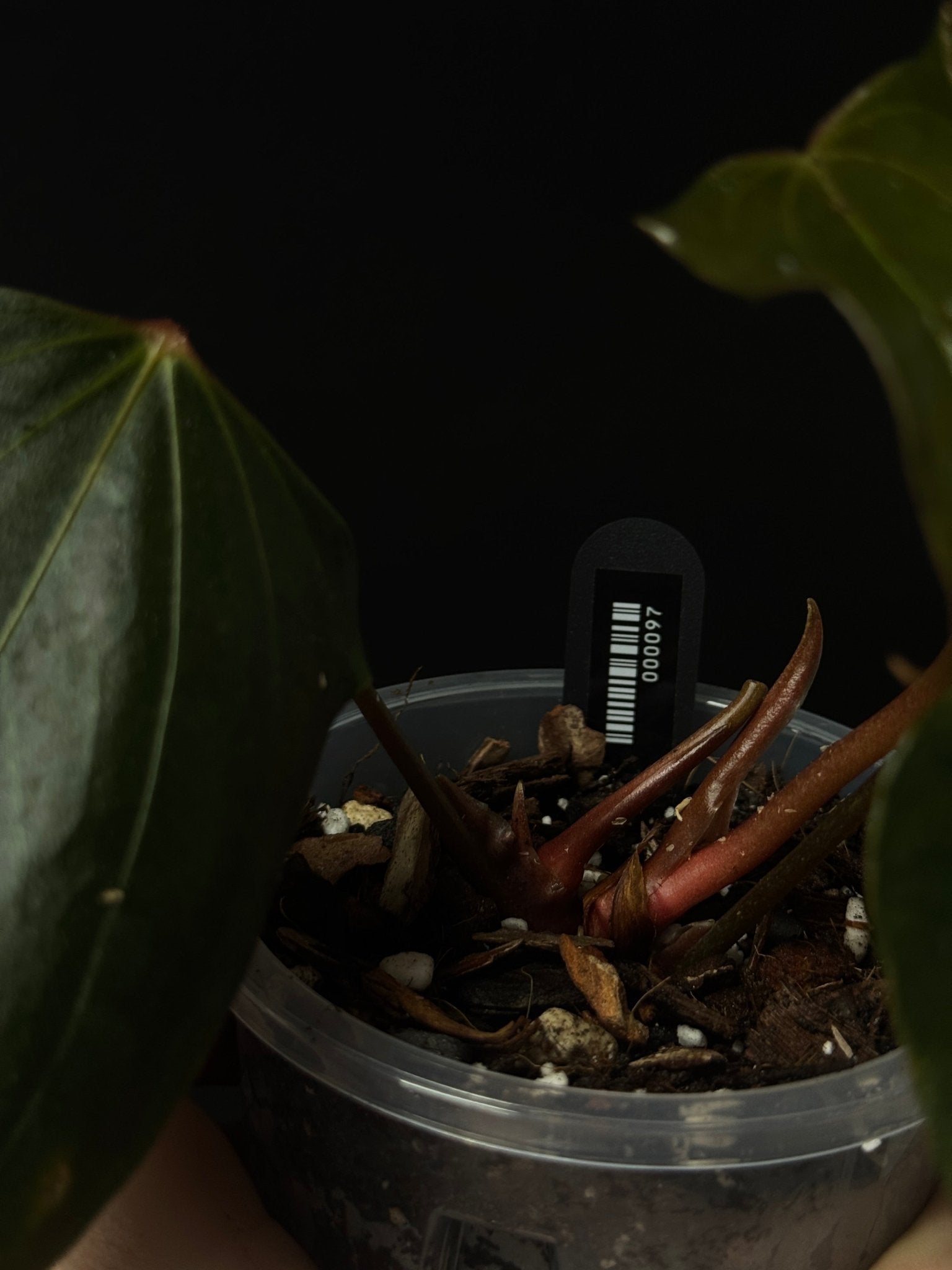 Anthurium ‘Black Sweet’ - Clone - SMUKHI