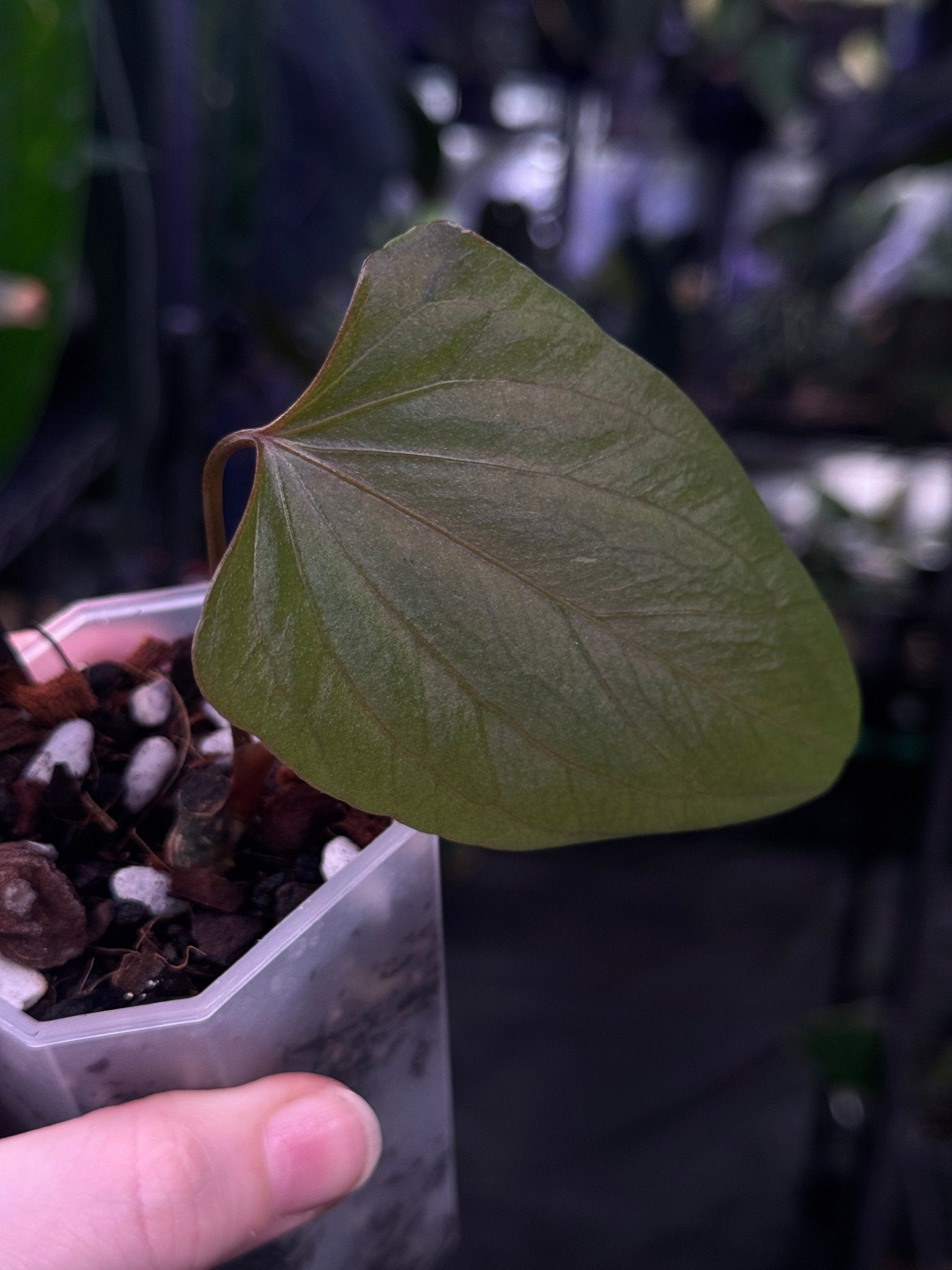 Anthurium ‘Black Sweet’ - Clone - SMUKHI