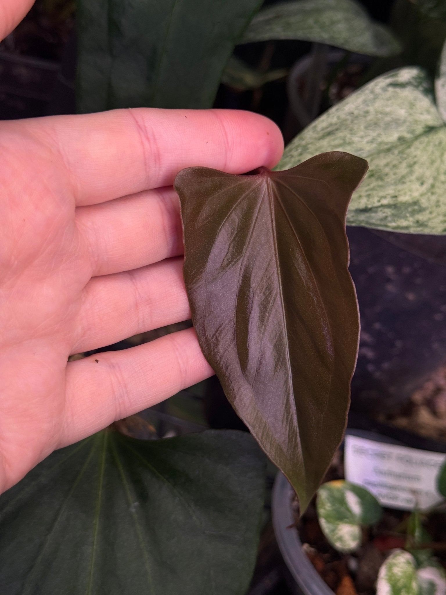 Anthurium ‘Black Sweet’ - Clone - SMUKHI