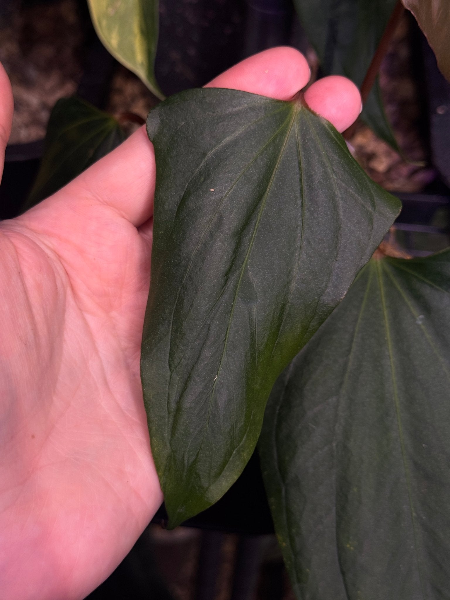 Anthurium ‘Black Sweet’ - Clone - SMUKHI