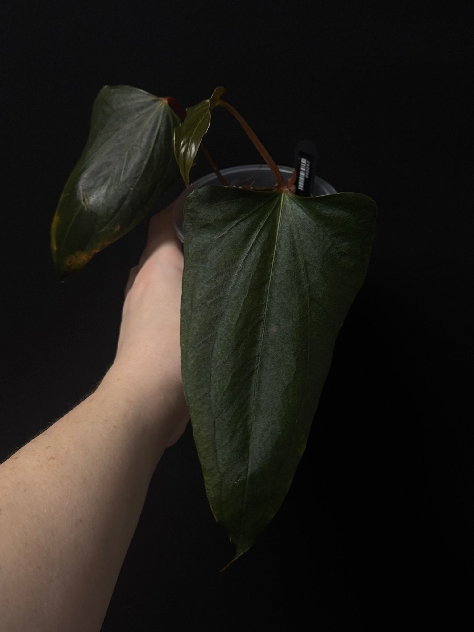 Anthurium ‘Black Sweet’ - Clone - SMUKHI