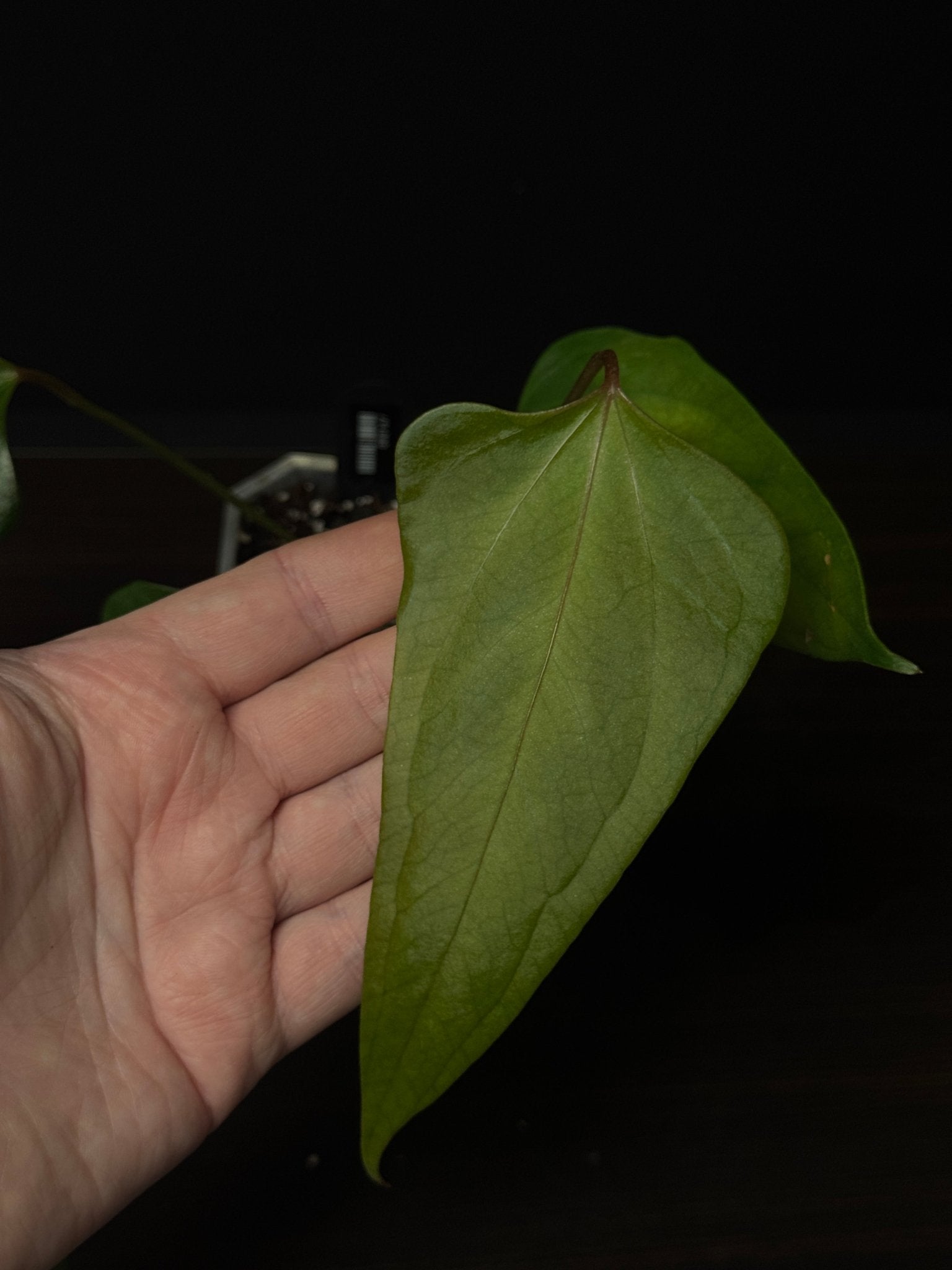 Anthurium ‘Black Sweet’ - SMUKHI