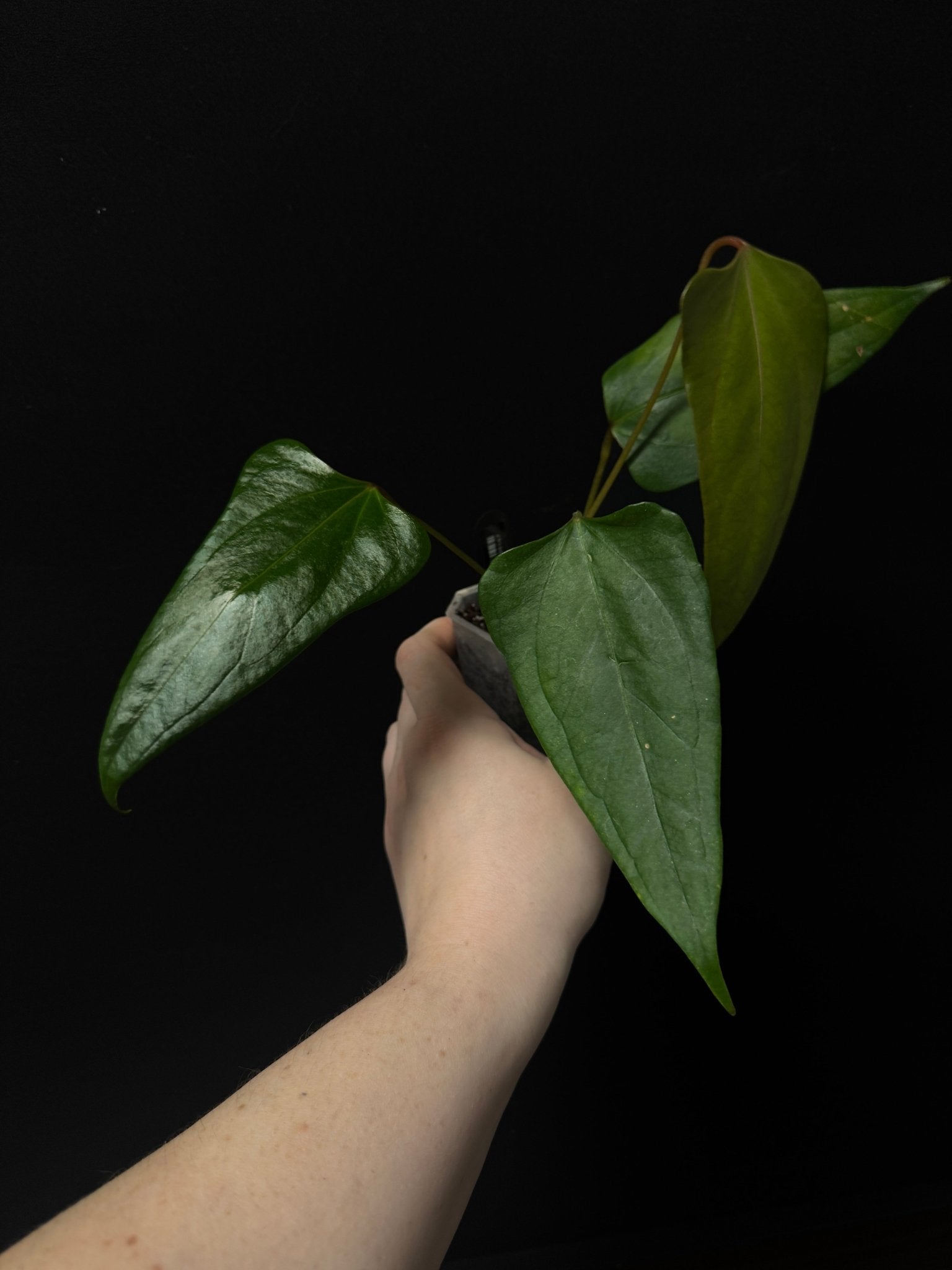 Anthurium ‘Black Sweet’ - SMUKHI