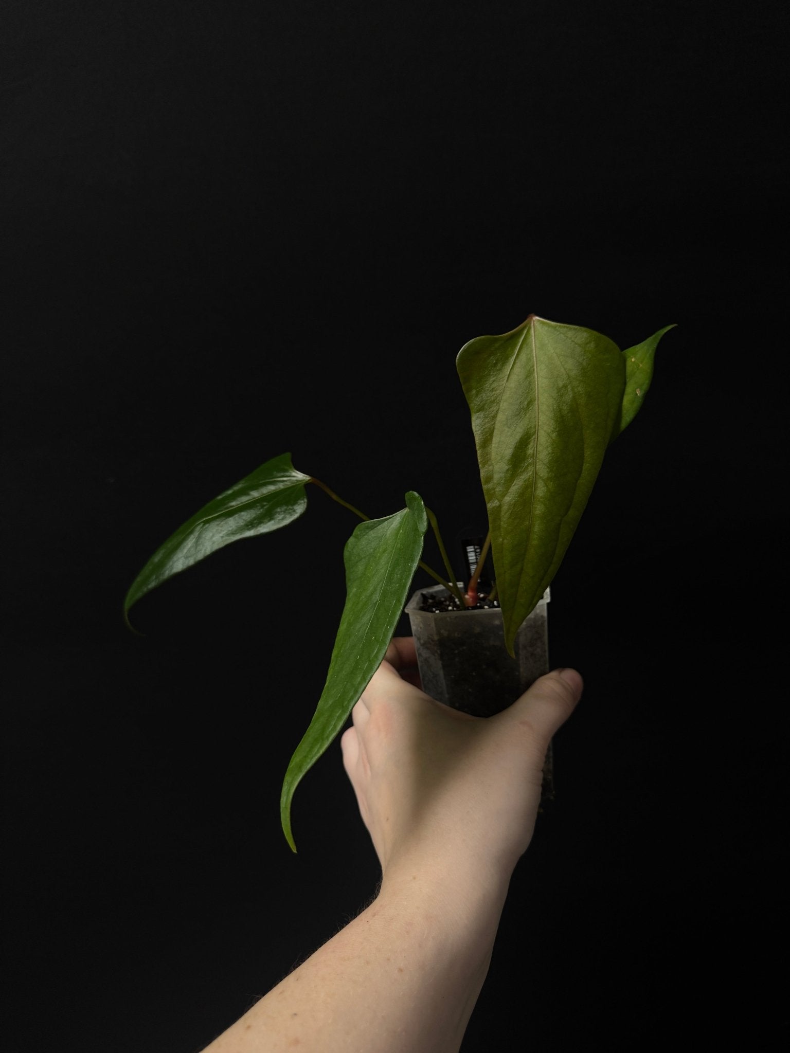 Anthurium ‘Black Sweet’ - SMUKHI