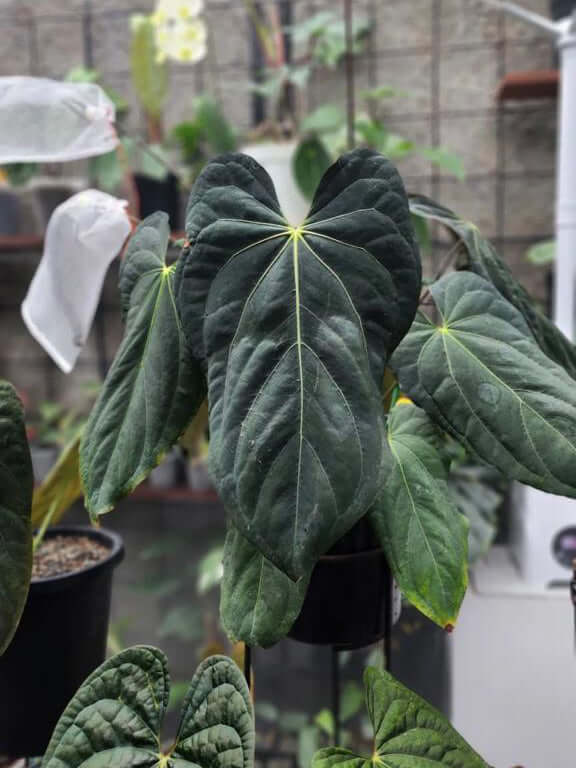 Anthurium Blue Papillilaminum x self - Cutting - SMUKHI