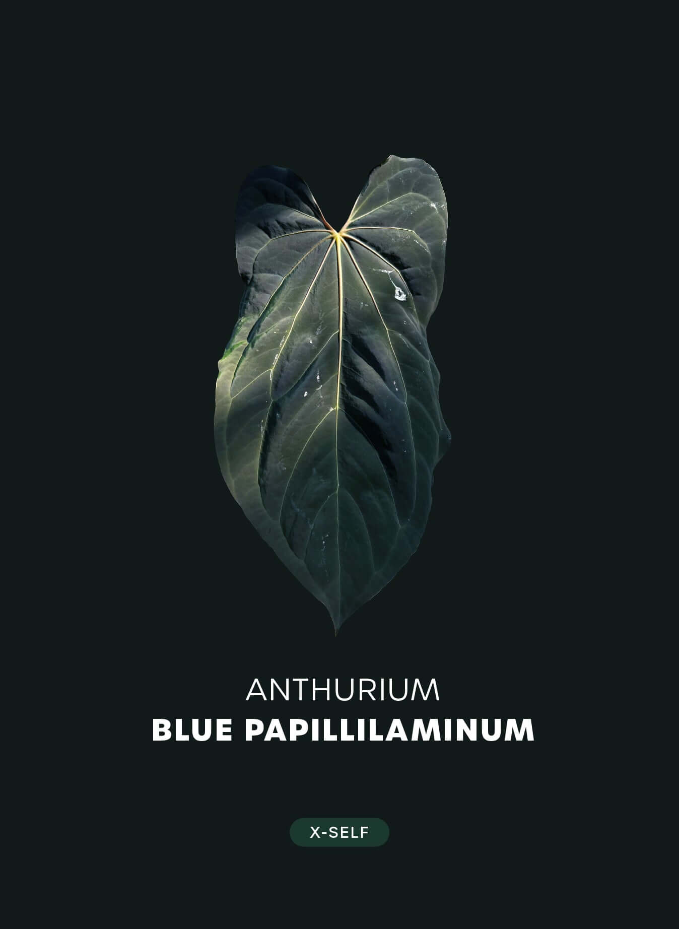 Anthurium Blue Papillilaminum x self - Cutting - SMUKHI