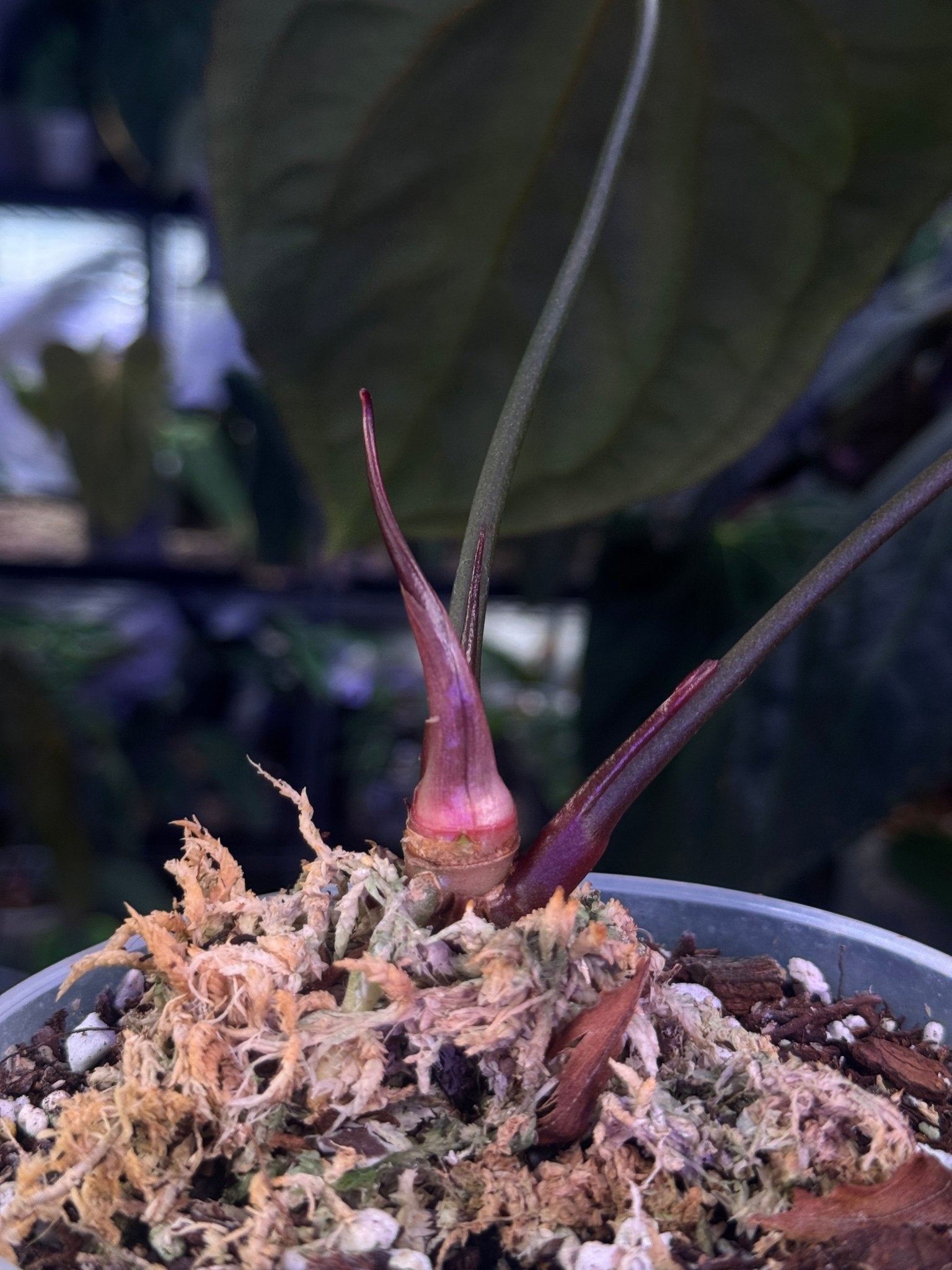 Anthurium Blue Papillilaminum x self - SMUKHI