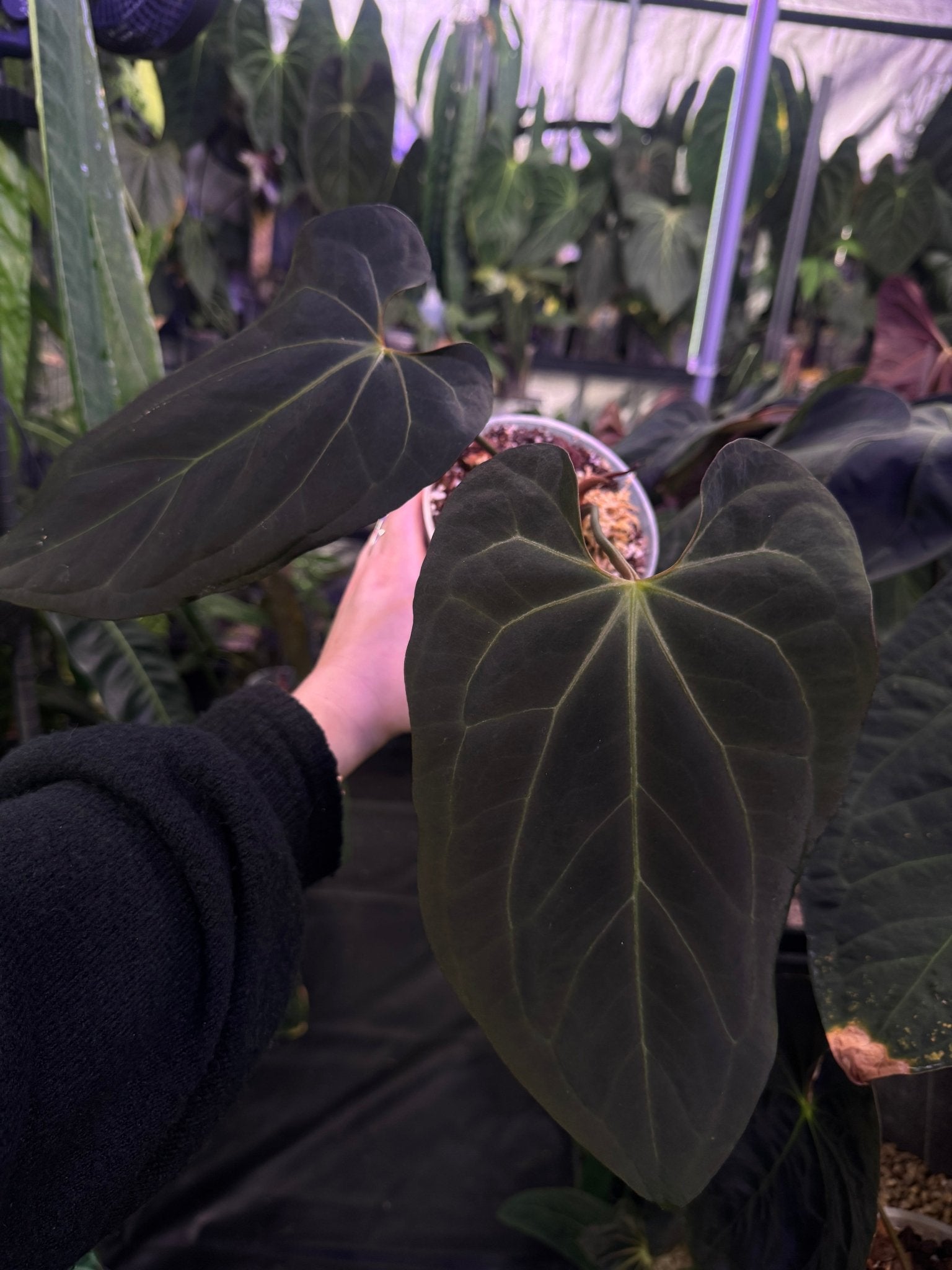 Anthurium Blue Papillilaminum x self - SMUKHI