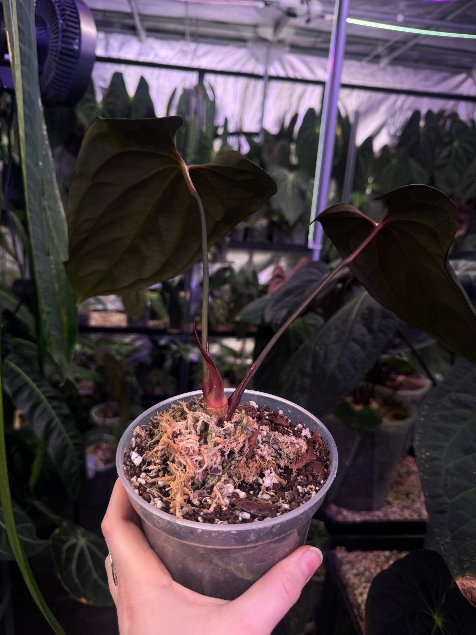 Anthurium Blue Papillilaminum x self - SMUKHI