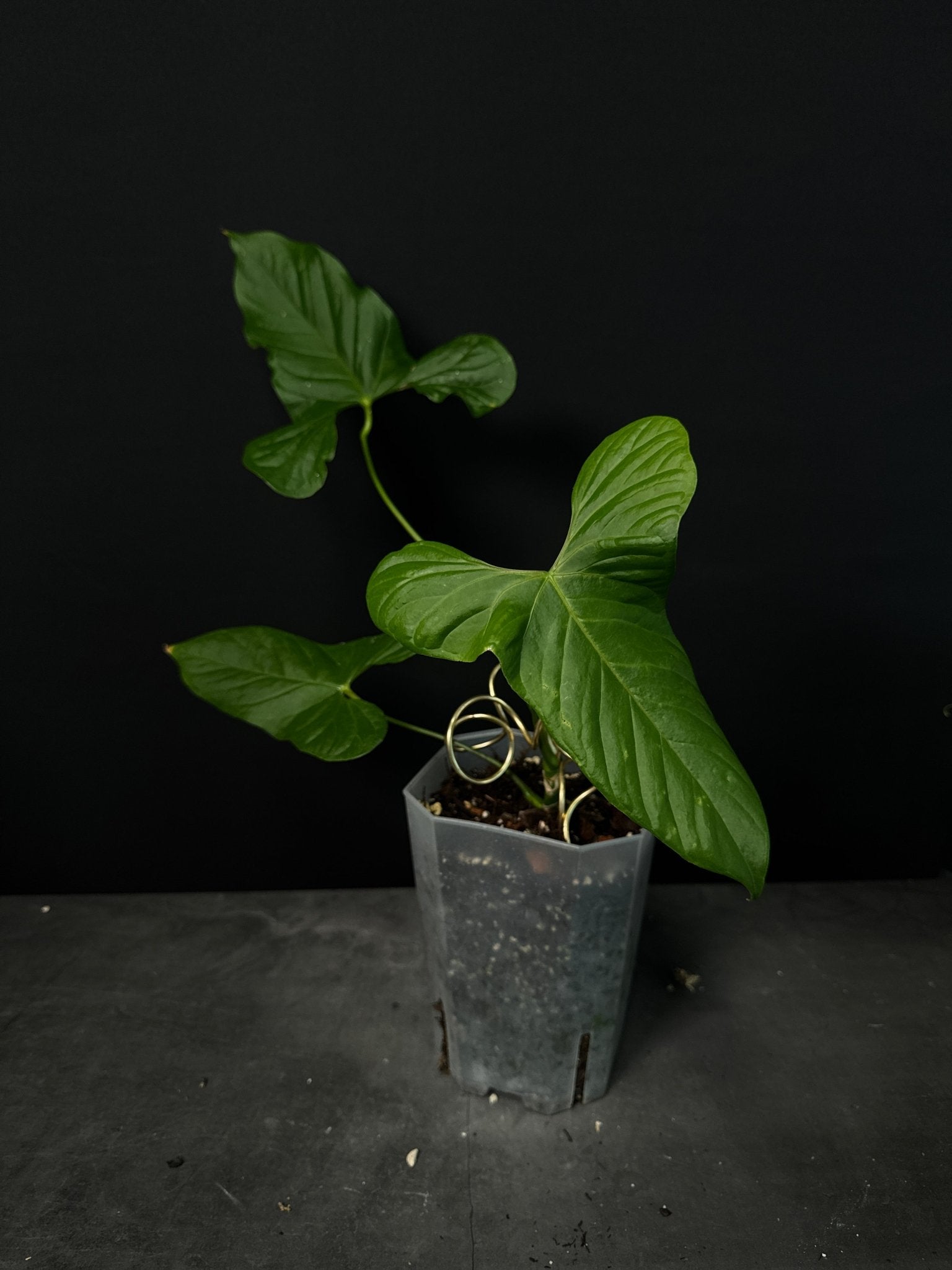 Anthurium Bullatus x - SMUKHI