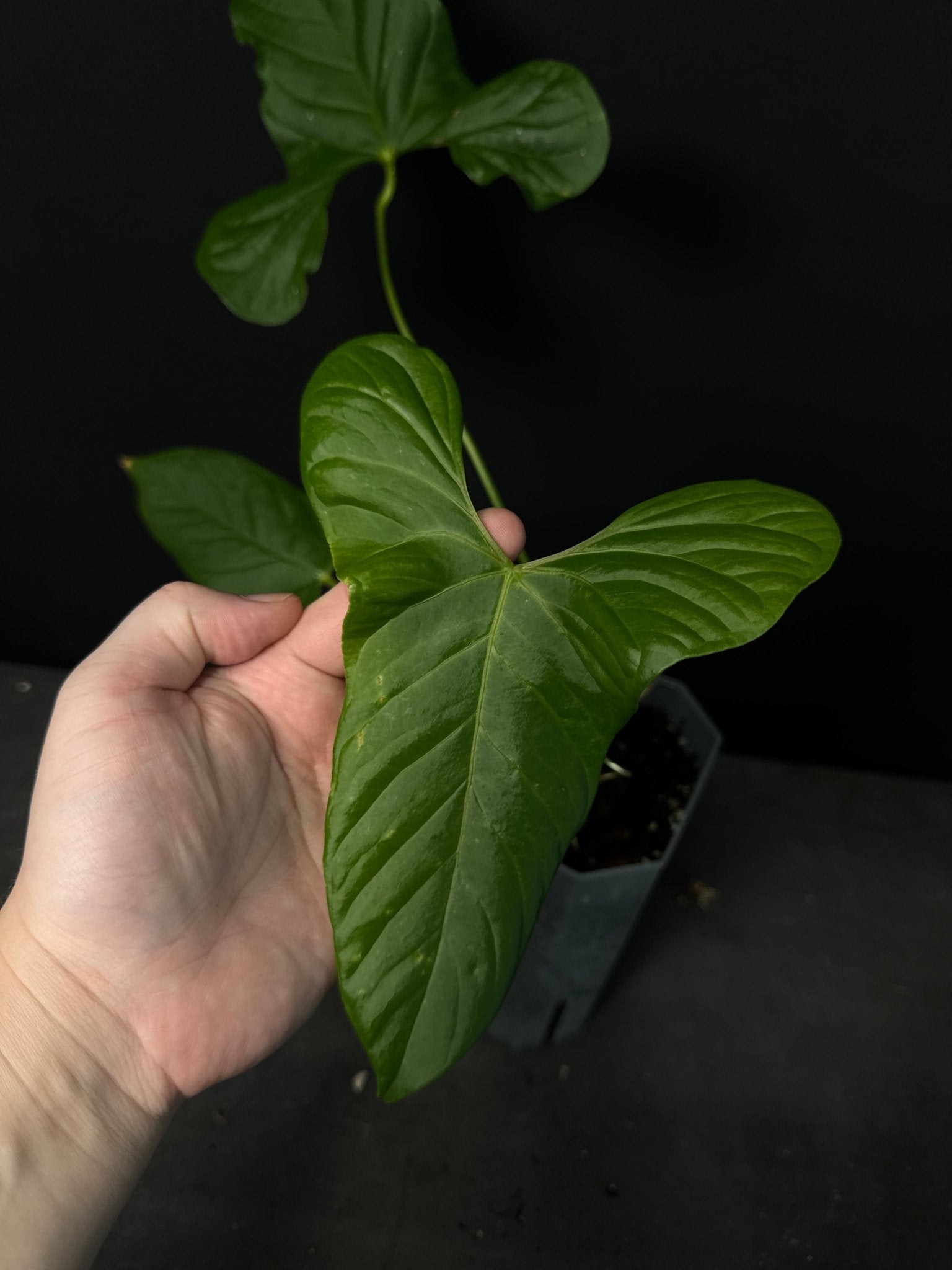 Anthurium Bullatus x - SMUKHI