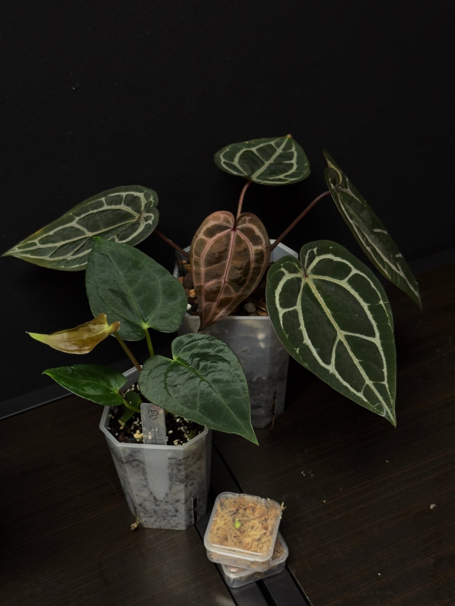 Anthurium Bundle Deal - SMUKHI