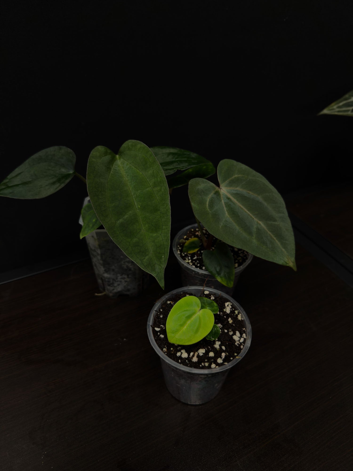 Anthurium Bundle Deal - SMUKHI