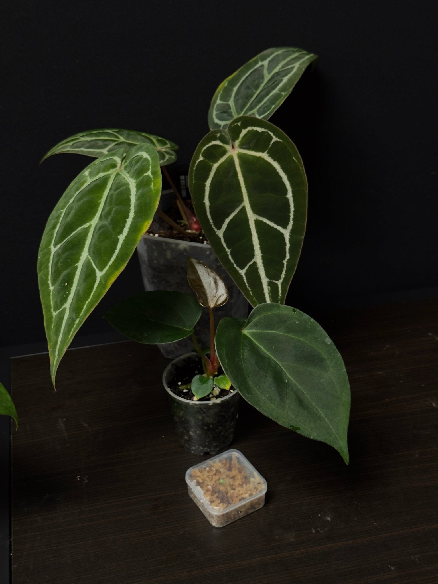 Anthurium Bundle Deal - SMUKHI