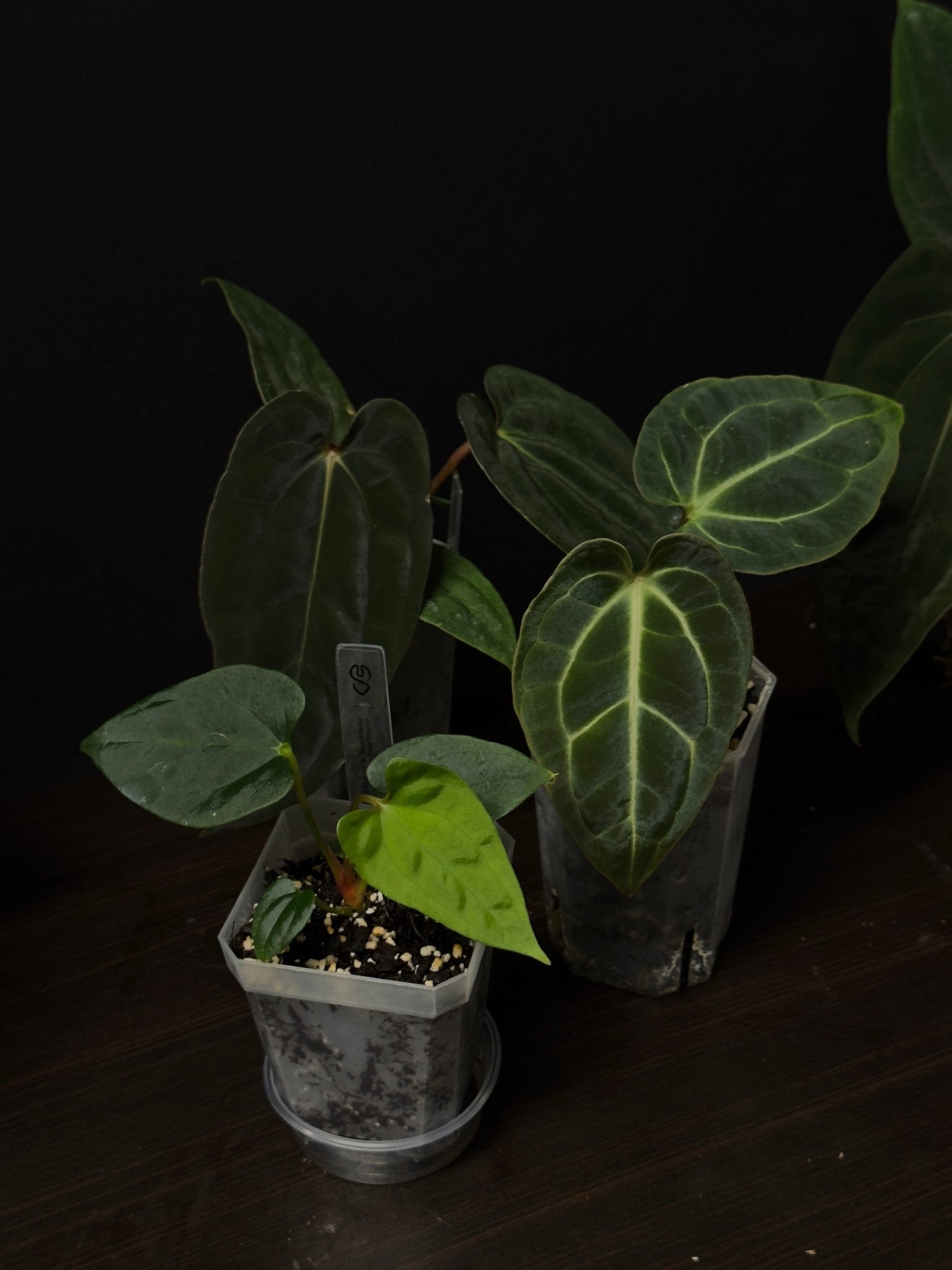 Anthurium Bundle Deal - SMUKHI