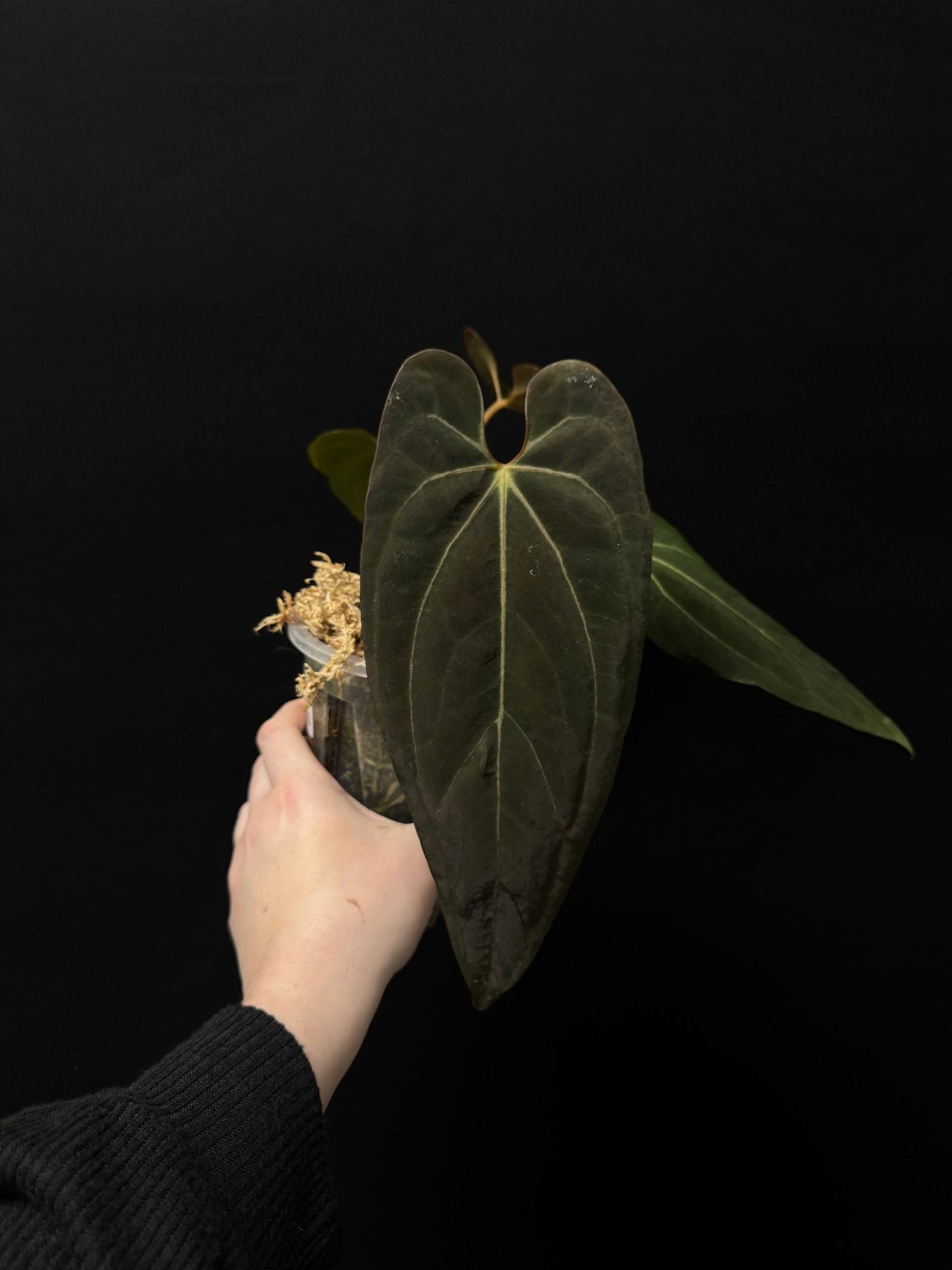 Anthurium BVIT x Blue Papillilaminum - SMUKHI