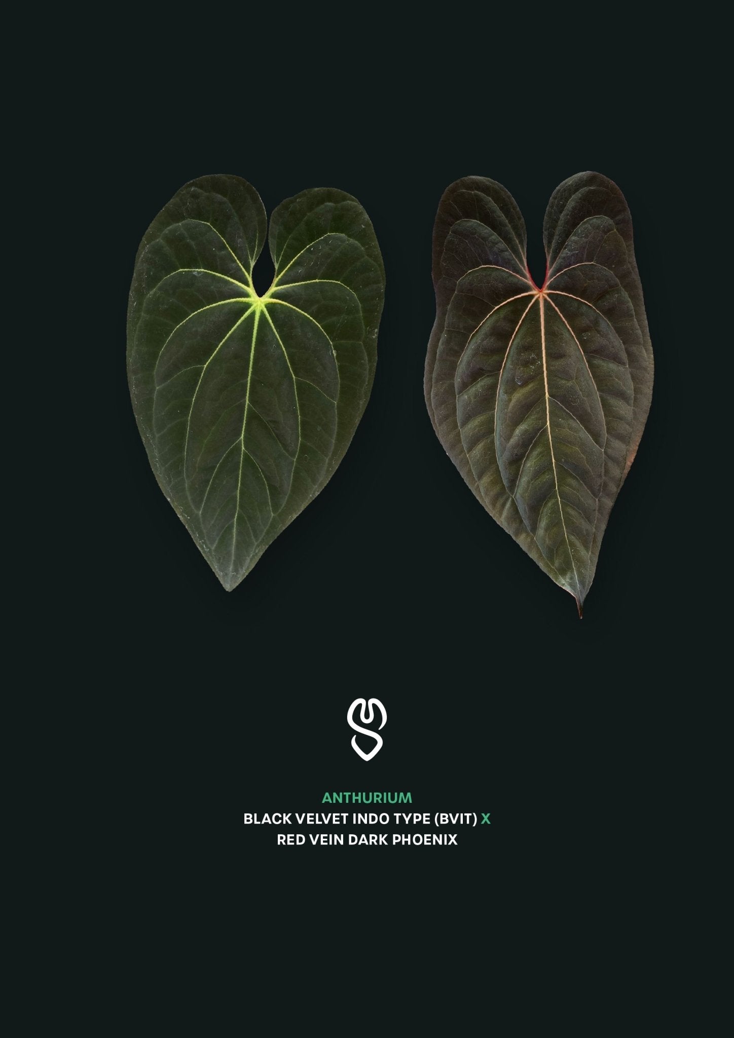 Anthurium BVIT x Red Vein Dark Phoenix - SMUKHI