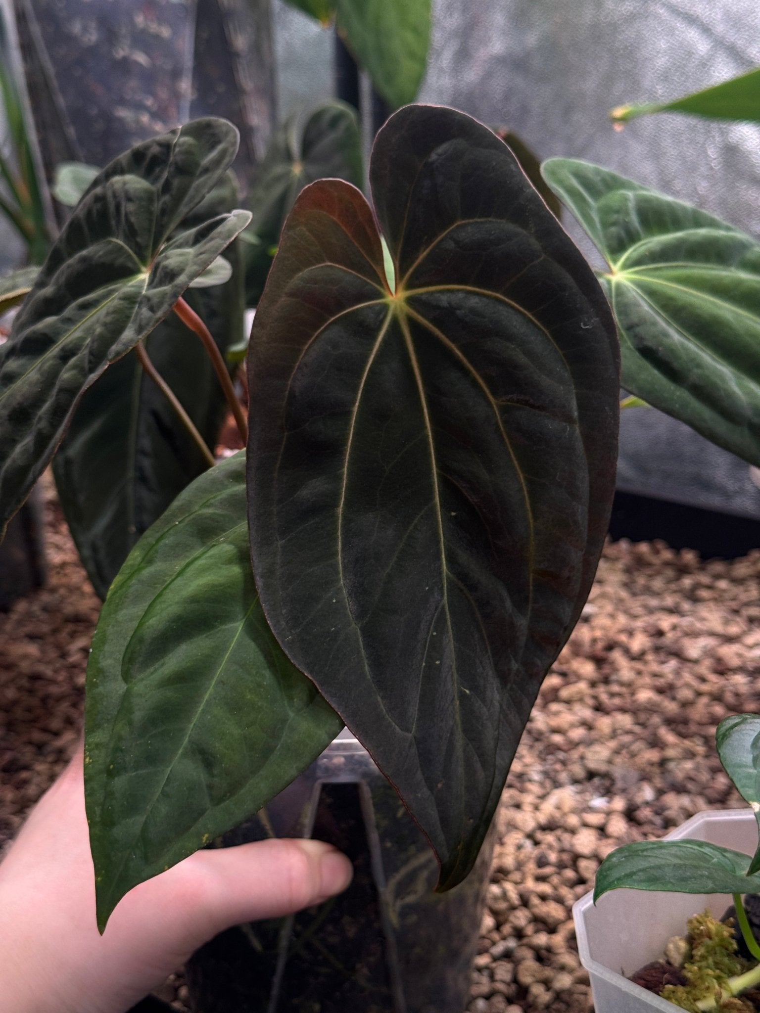 Anthurium BVIT x Red Vein Dark Phoenix - SMUKHI