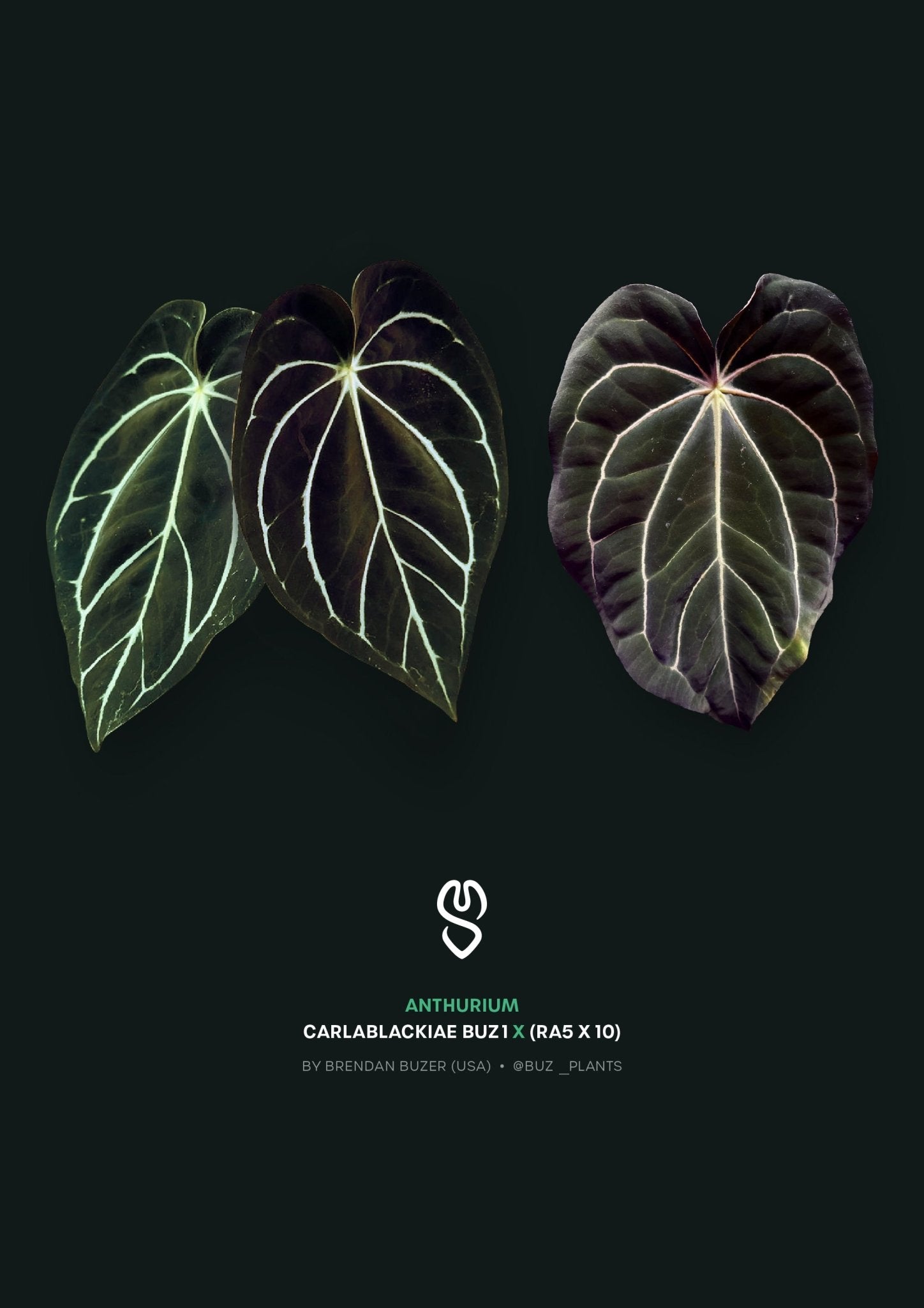 Anthurium Carlablackiae BUZ1 x (RA5 x 10) - SMUKHI