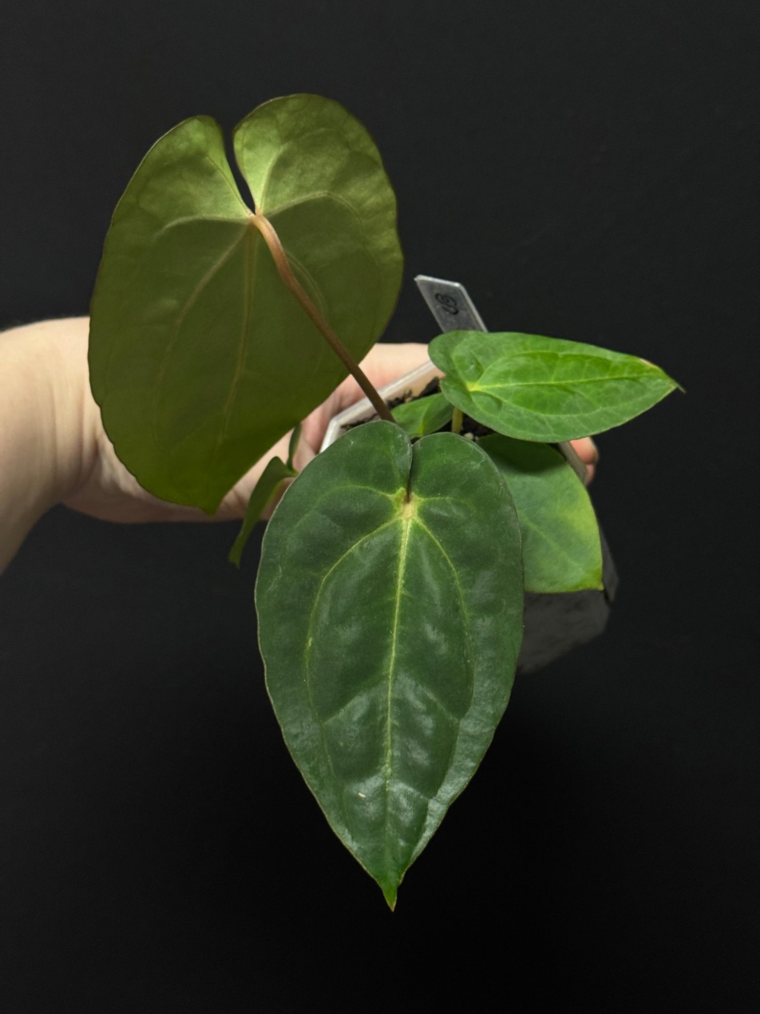 Anthurium Carlablackiae C1 x Antolakii (BVEP) - SMUKHI