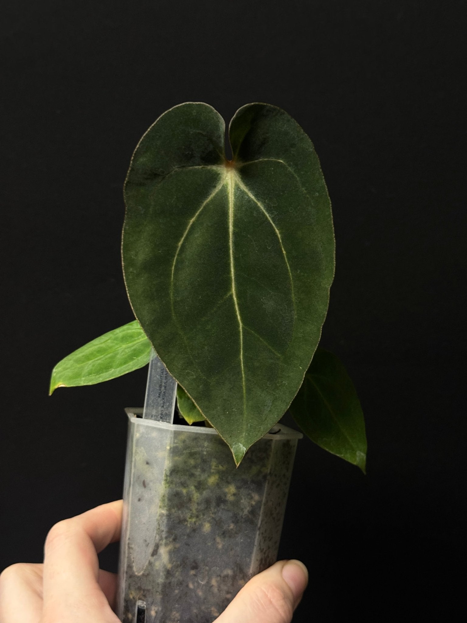 Anthurium Carlablackiae C1 x Antolakii (BVEP) - SMUKHI