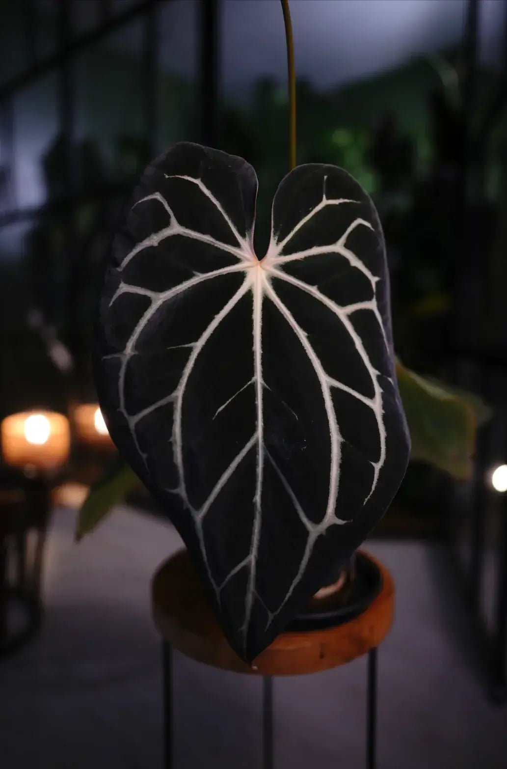 Anthurium Carlablackiae C1 x BVEP (Antolakii) - SMUKHI