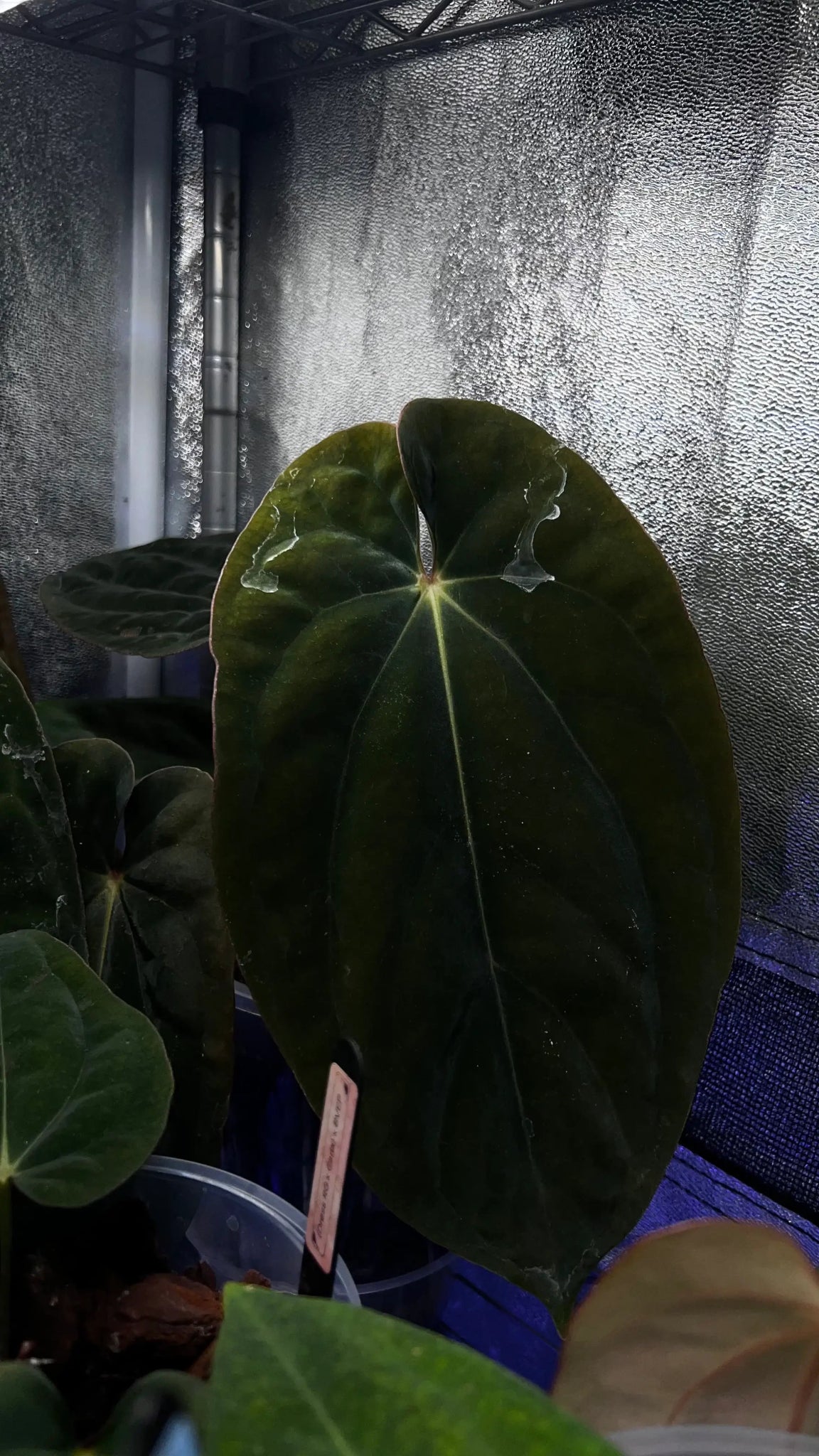 Anthurium Carlablackiae C1 x BVEP (Antolakii) - SMUKHI