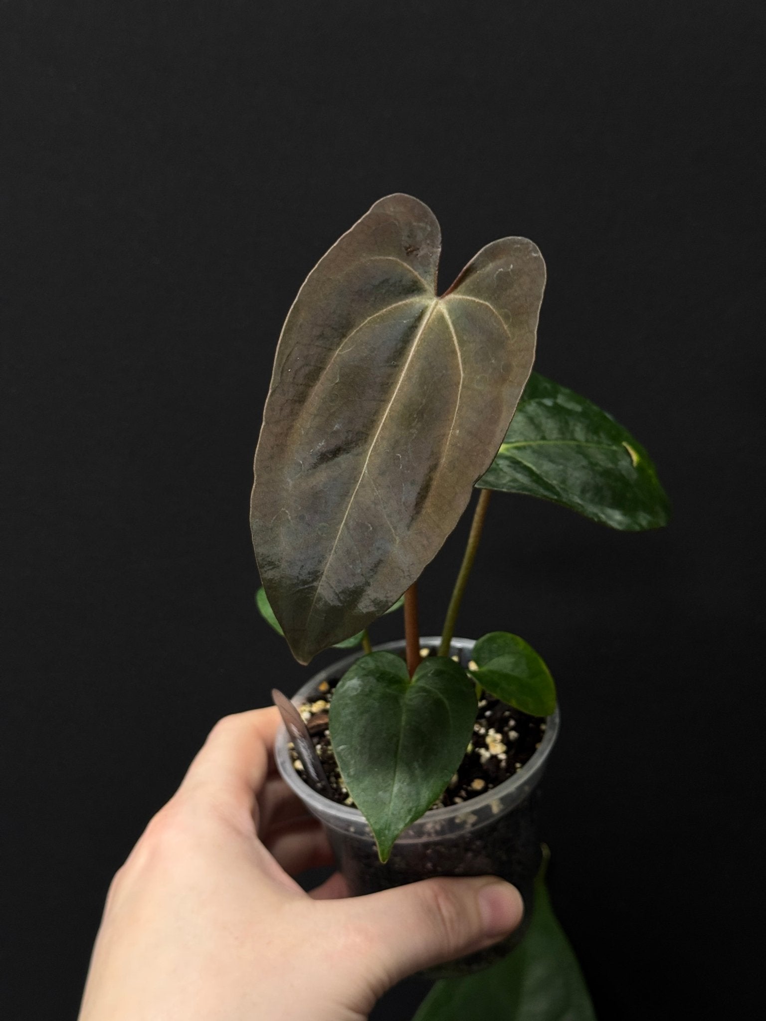 Anthurium Carlablackiae NSE x FSxRL - SMUKHI