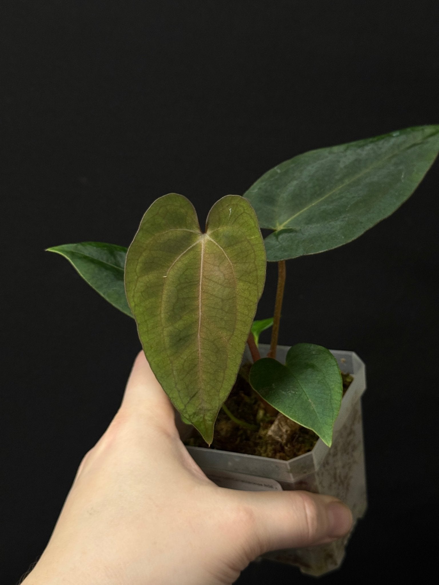 Anthurium Carlablackiae NSE x FSxRL - SMUKHI