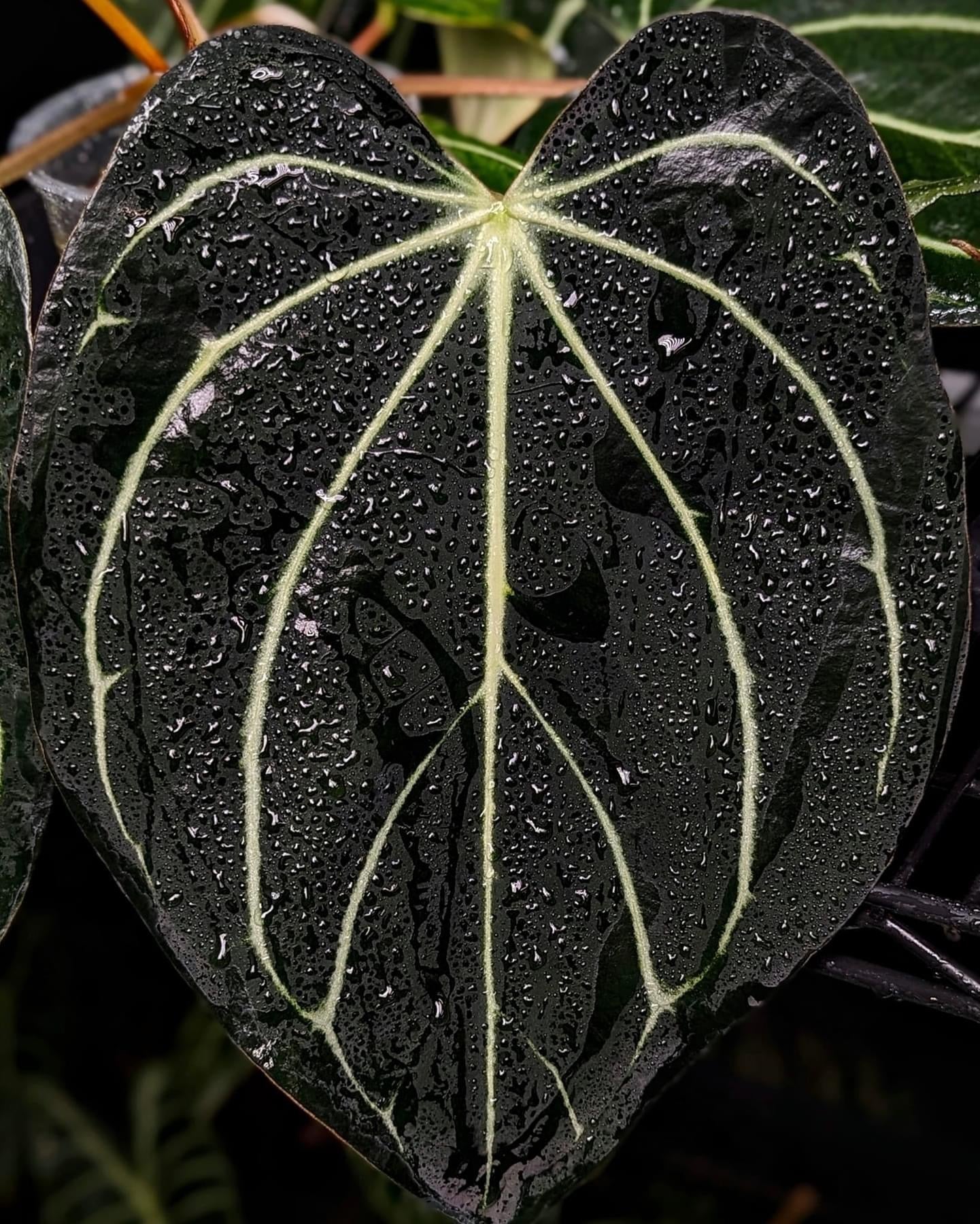 Anthurium Carlablackiae 'Peter Parker’ (5x10) - SMUKHI