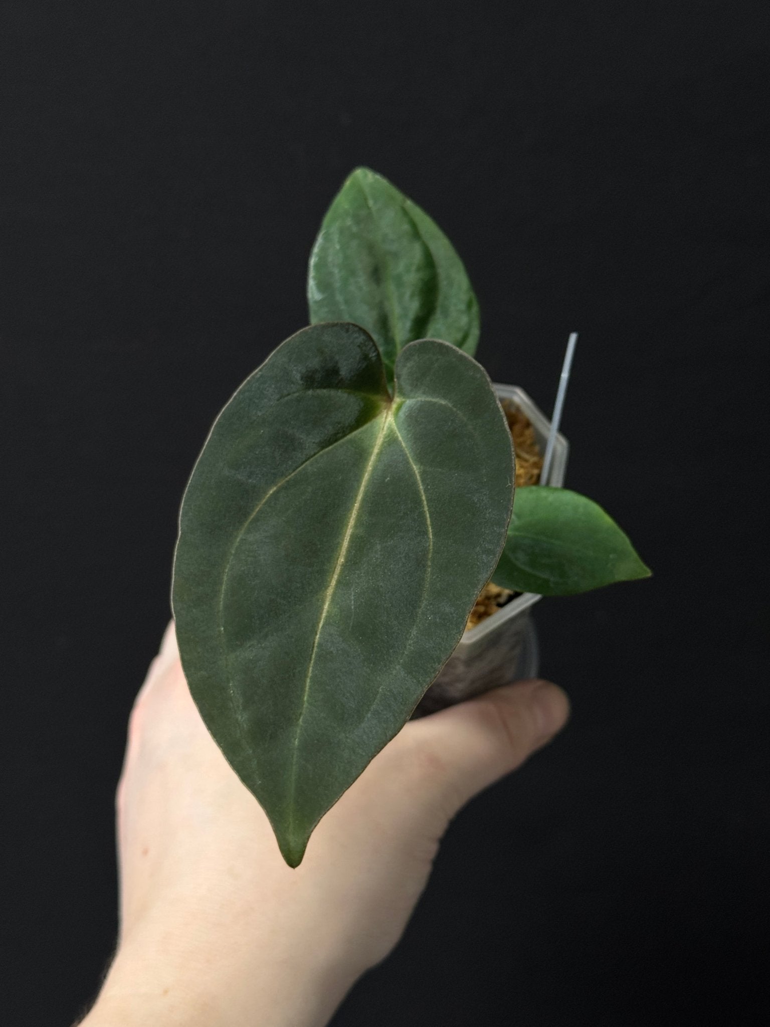 Anthurium Carlablackiae PM3 x BVEP ‘Swamp Raisin’ - SMUKHI