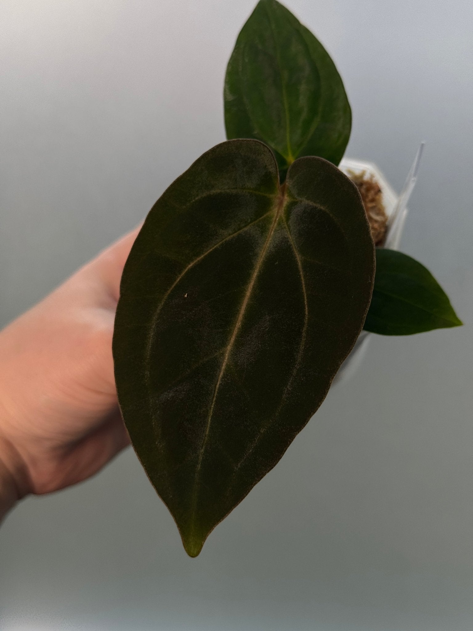 Anthurium Carlablackiae PM3 x BVEP ‘Swamp Raisin’ - SMUKHI