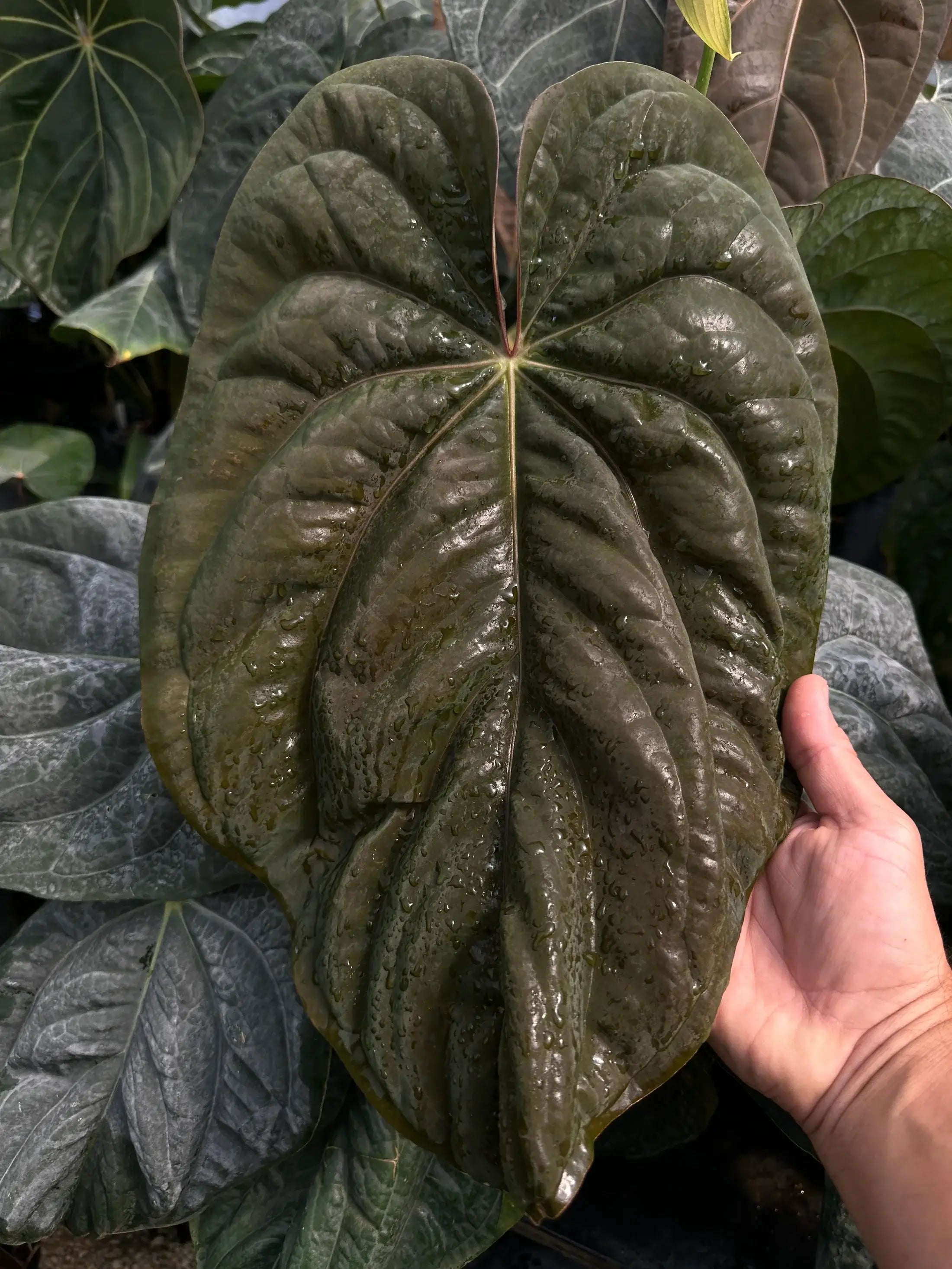Anthurium Carlablackiae ‘PM3’ x BVEP ‘Swamp Raisin’ - Seedling - SMUKHI