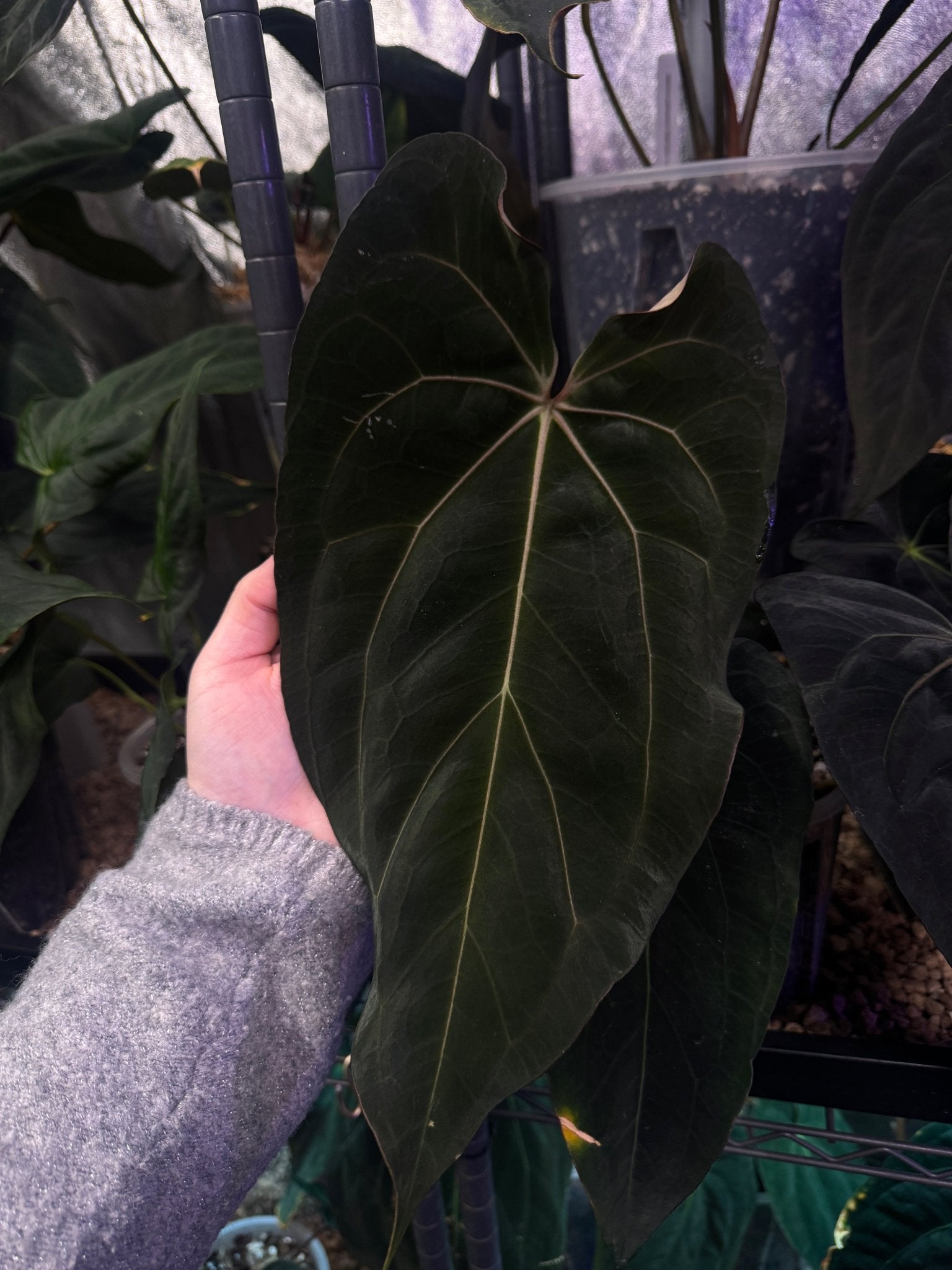 Anthurium Carlablackiae RD3 x FSxRL ‘Grim Reaper’ - SMUKHI