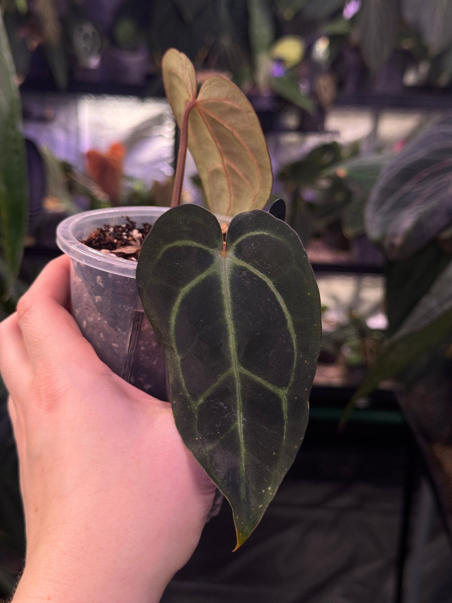 Anthurium Carlablackiae (Unnumbered) - SMUKHI