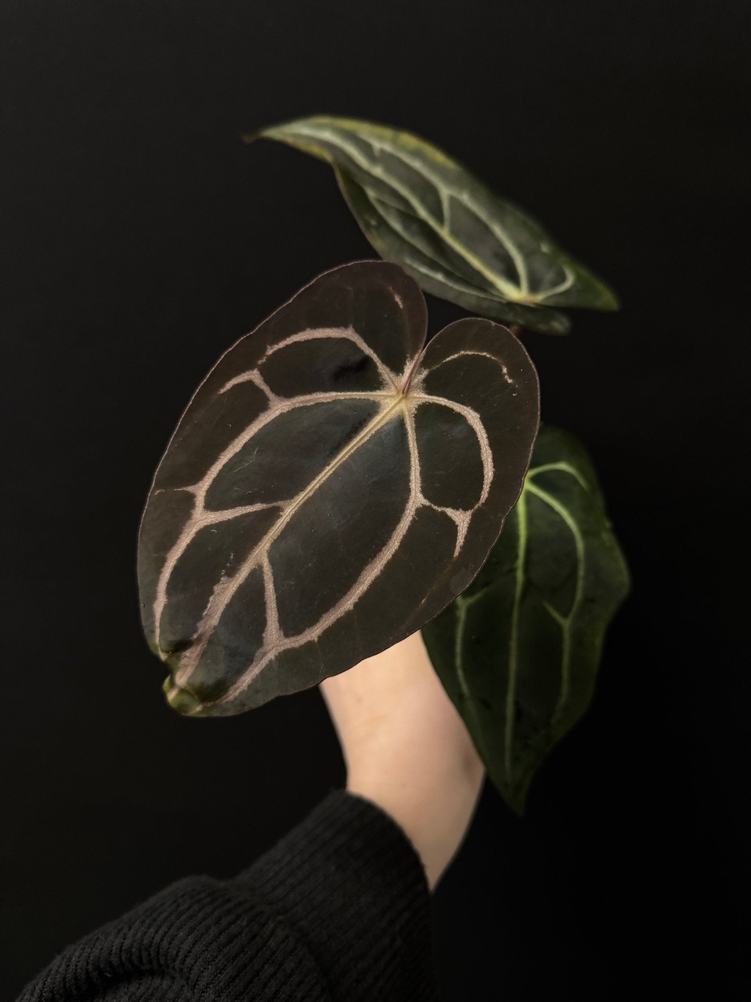 Anthurium Carlablackiae WU2 x self - Clone - SMUKHI