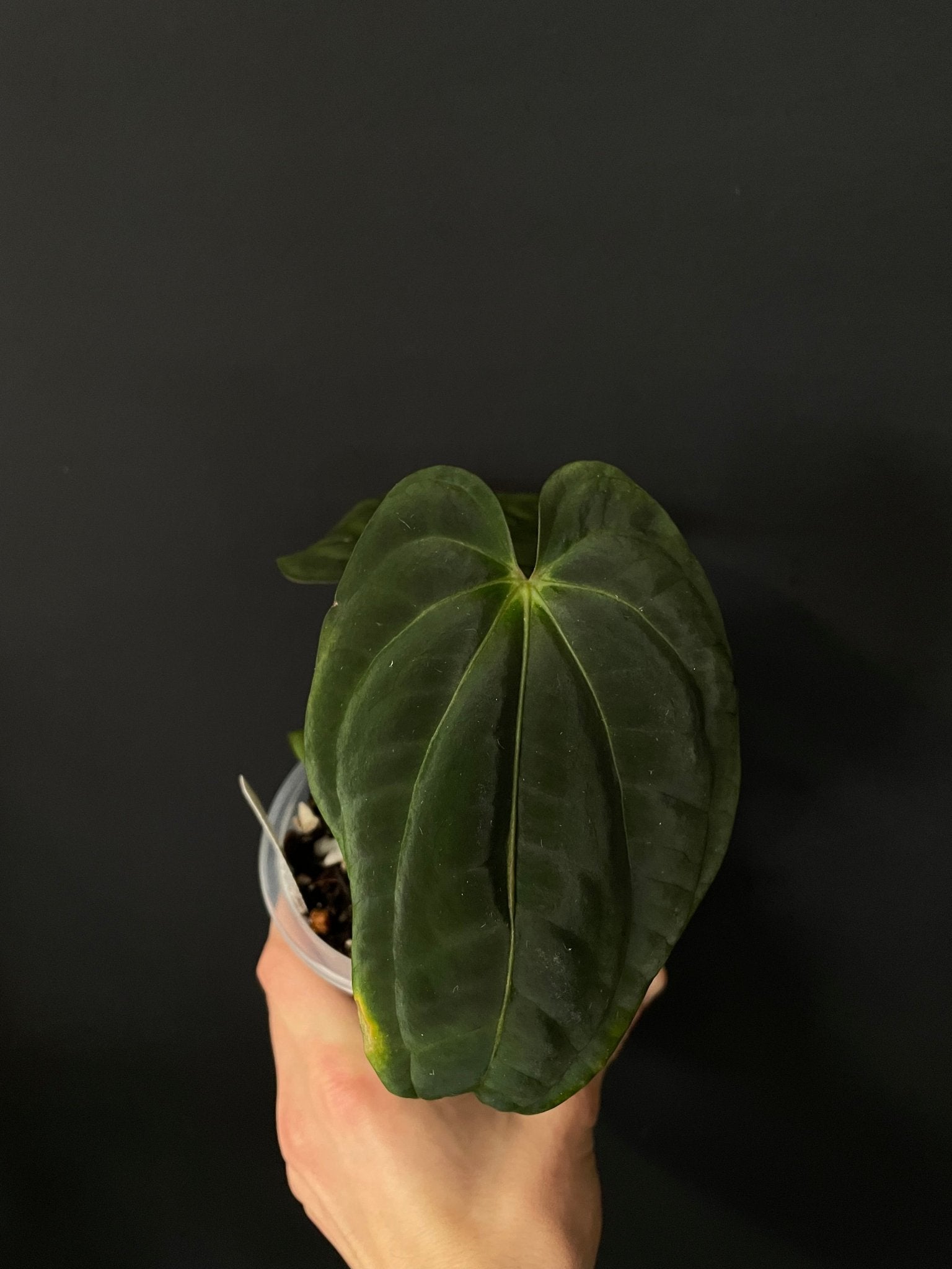 Anthurium Carlablackiae x Antolakii (BVEP) - SMUKHI