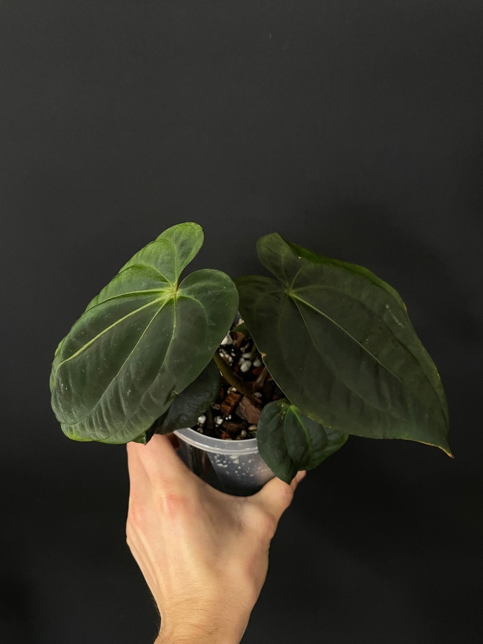 Anthurium Carlablackiae x Antolakii (BVEP) - SMUKHI