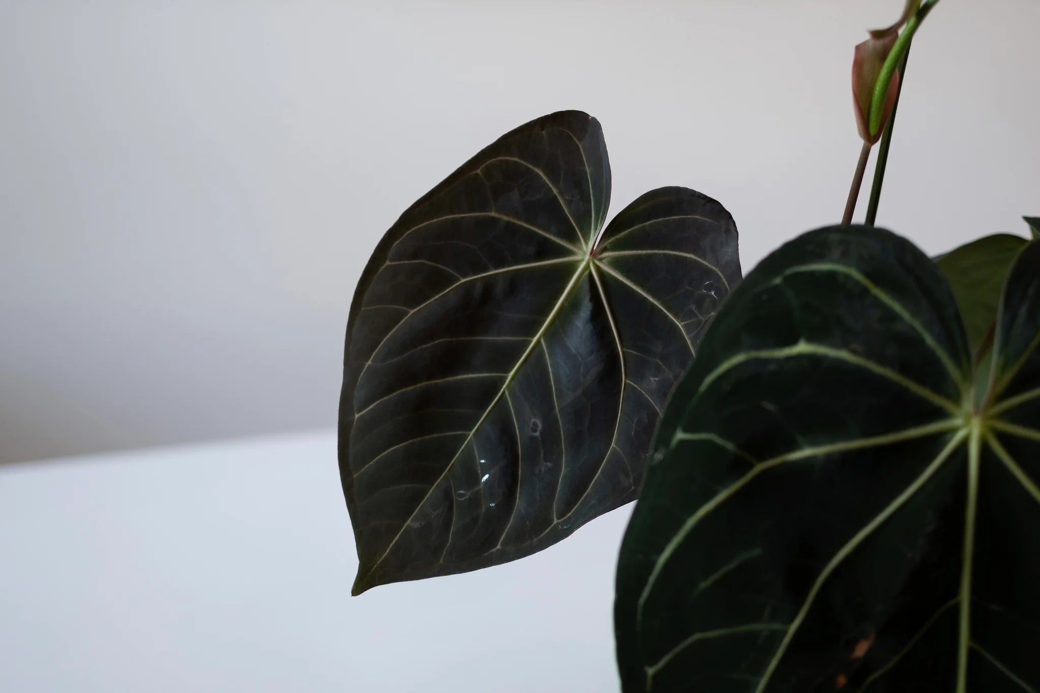 Anthurium (Carlablackiae x Papillilaminum F2 'Noire') x RLxFS - SMUKHI