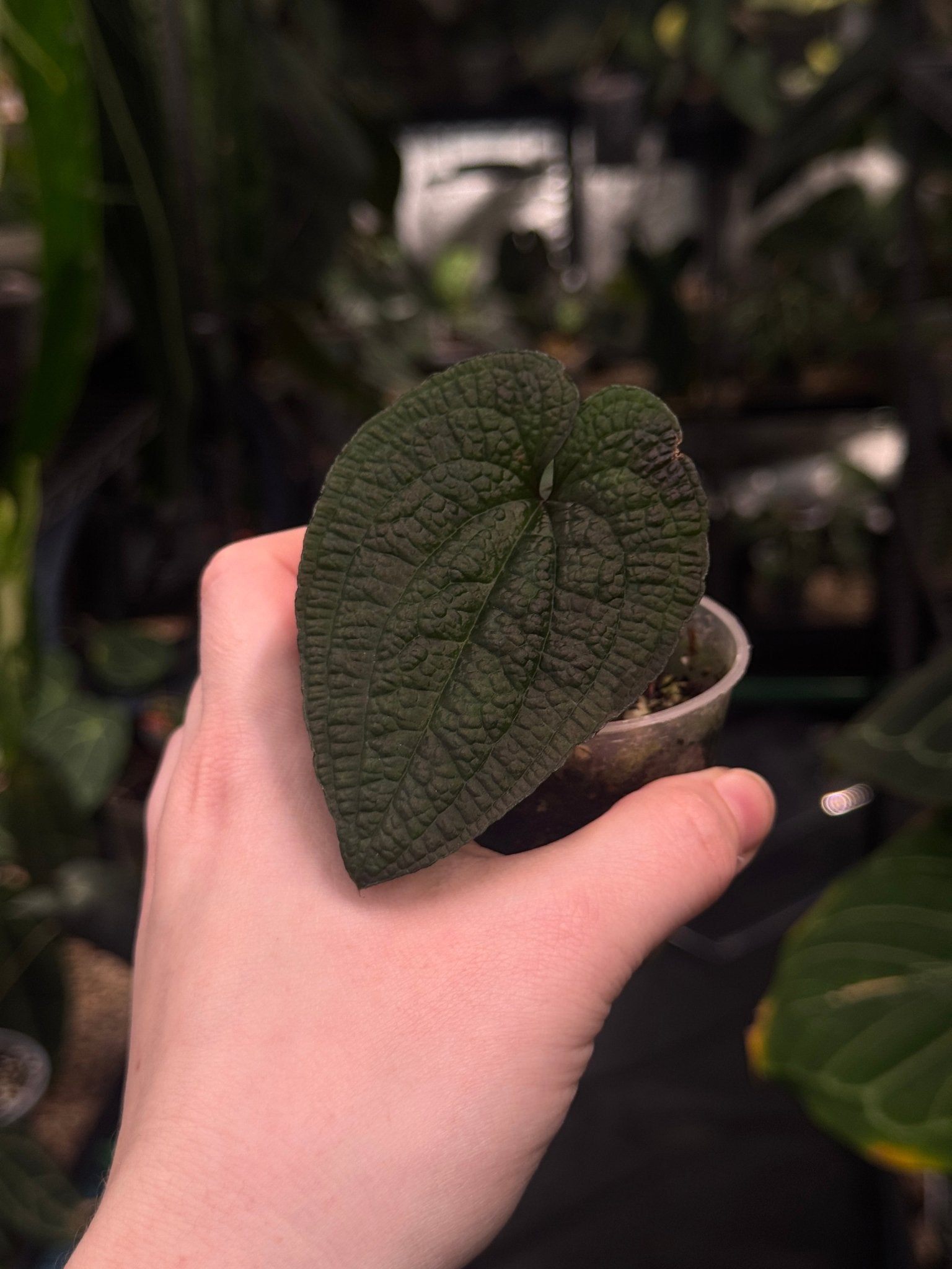 Anthurium Clidemioides - SMUKHI