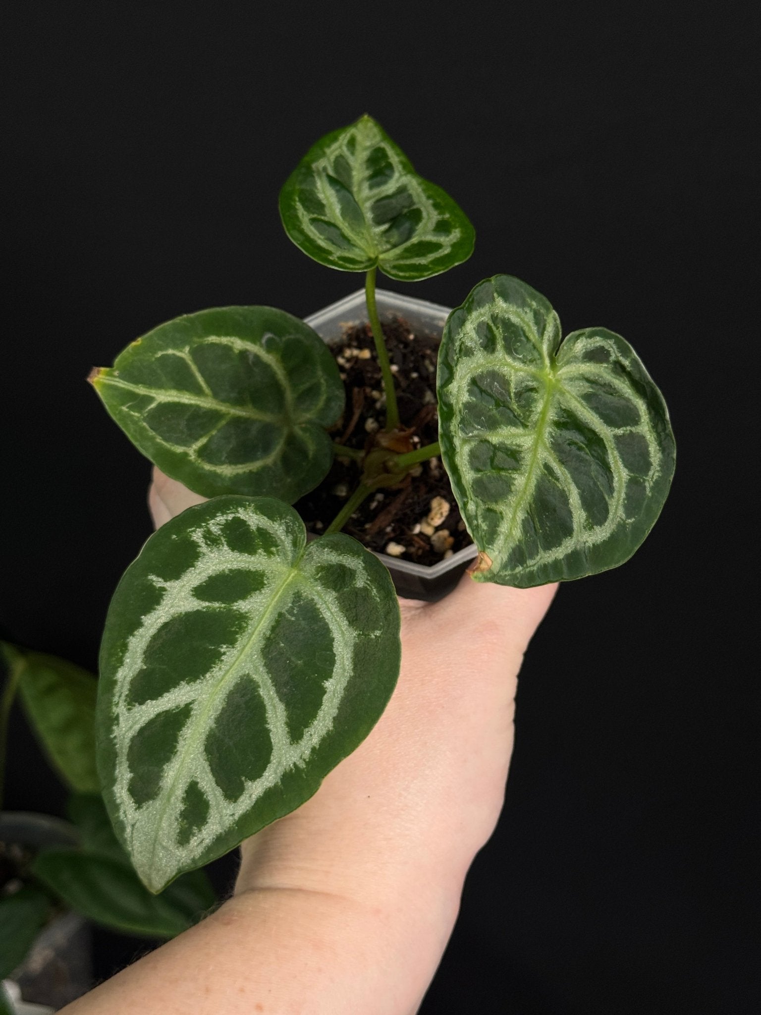 Anthurium Crystallinum 'Silver Blush' - SMUKHI