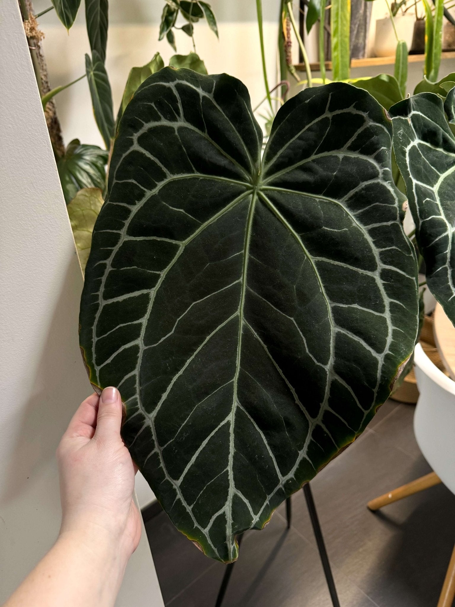 Anthurium Crystallinum x self - Seedlings - SMUKHI