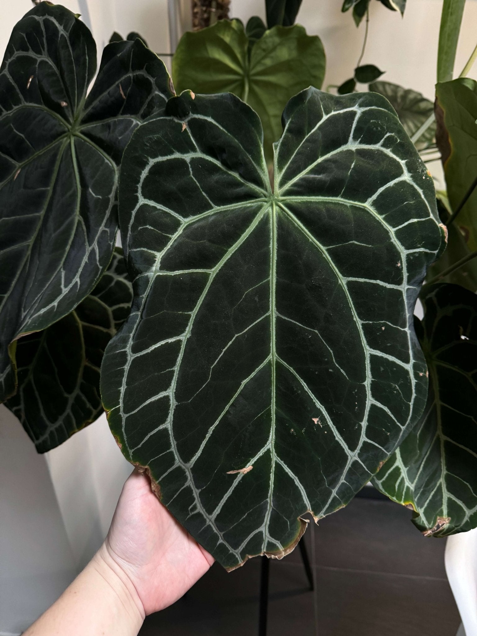 Anthurium Crystallinum x self - Seedlings - SMUKHI