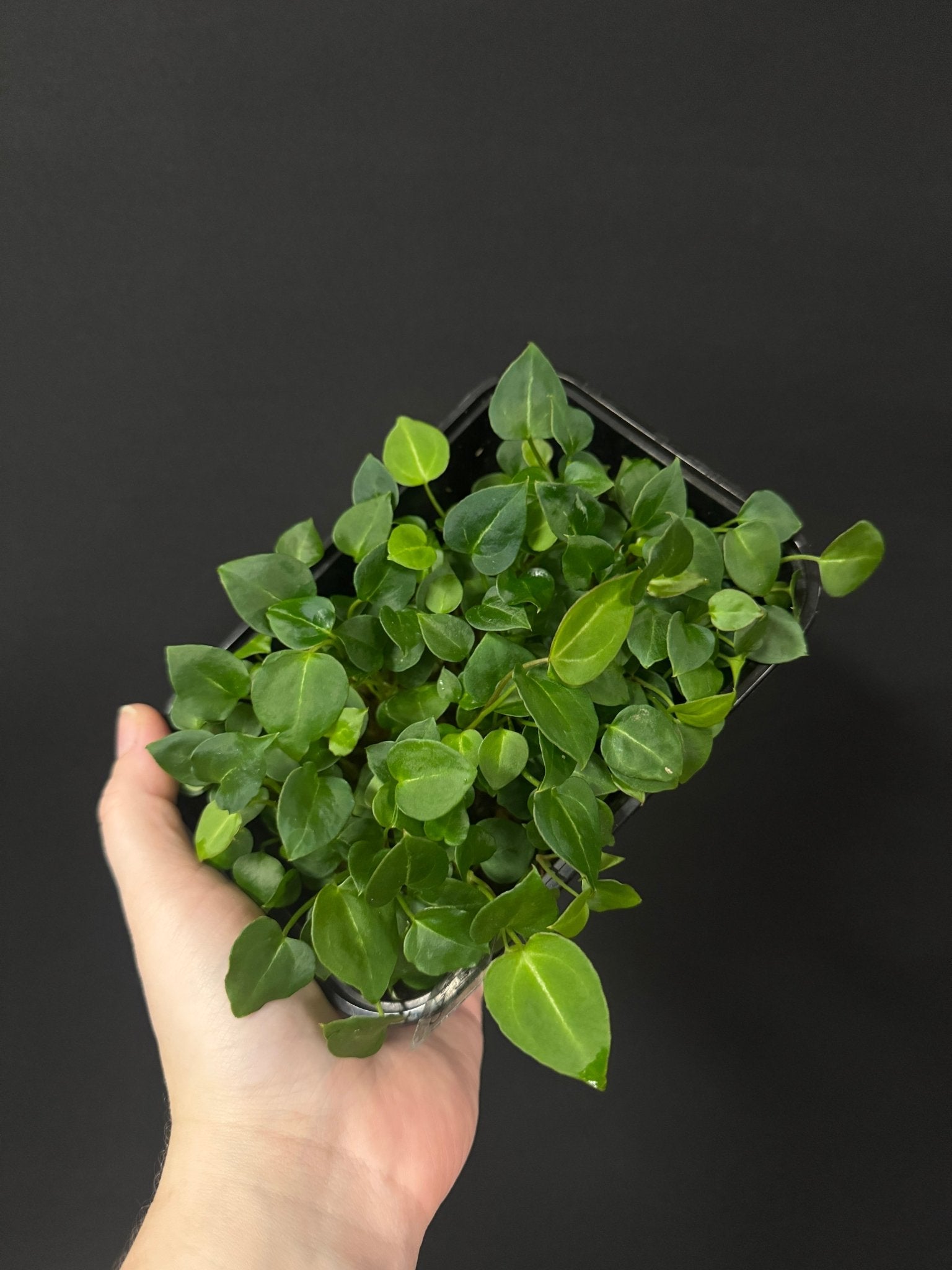 Anthurium Crystallinum x self - Seedlings - SMUKHI